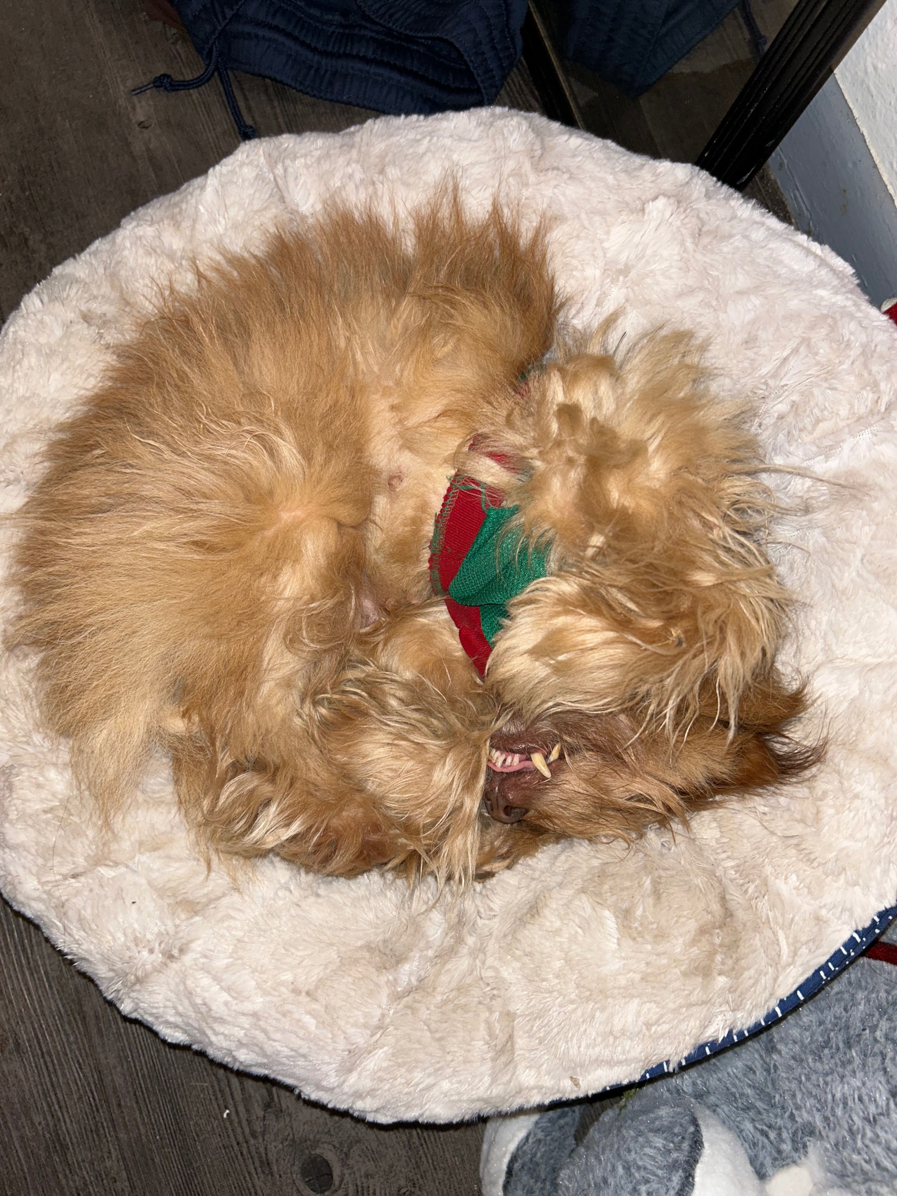 Help My Dog Get Life-Saving Surgery campaign photo, 6 of 8