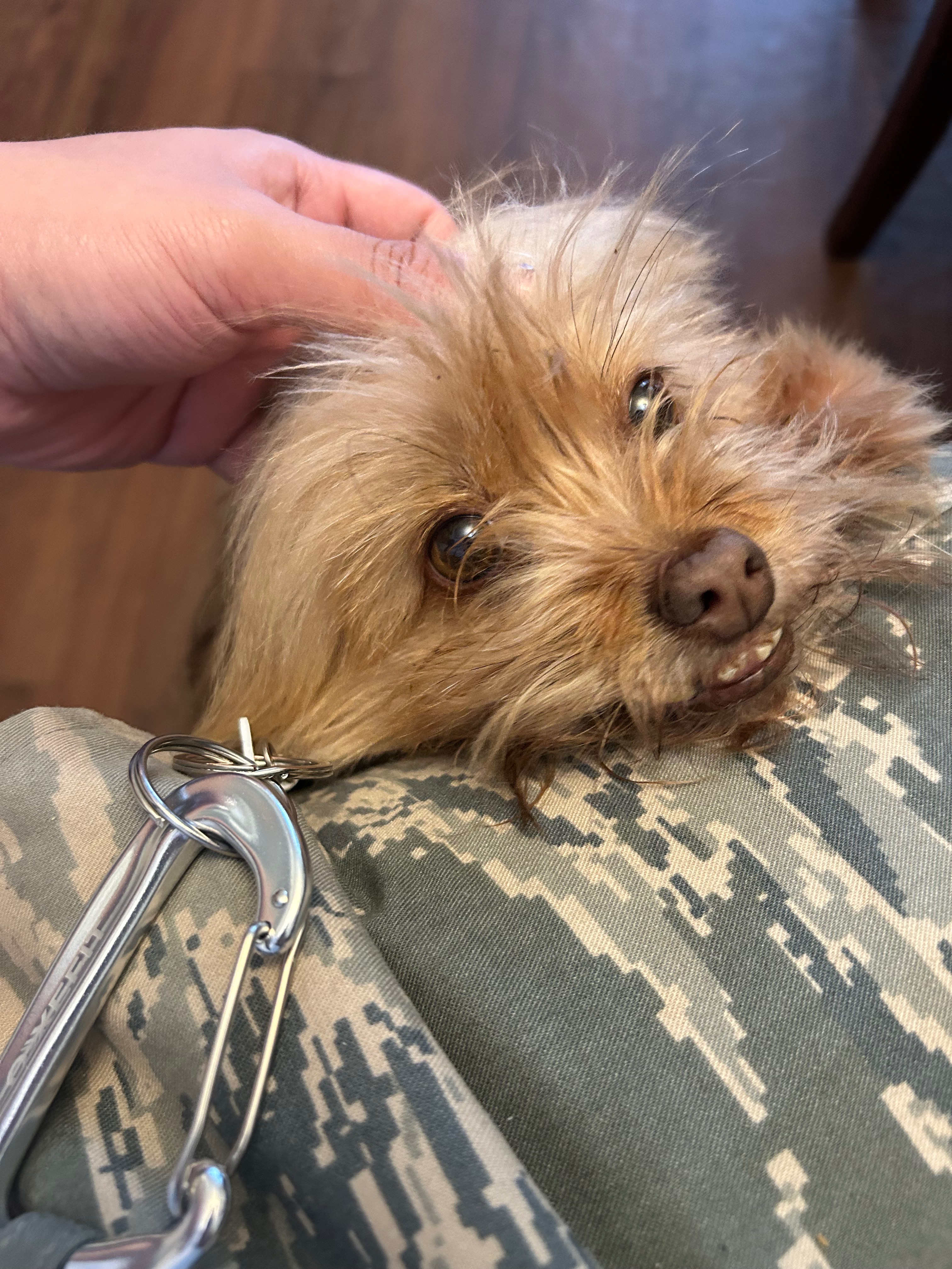 Help My Dog Get Life-Saving Surgery campaign photo, 5 of 8