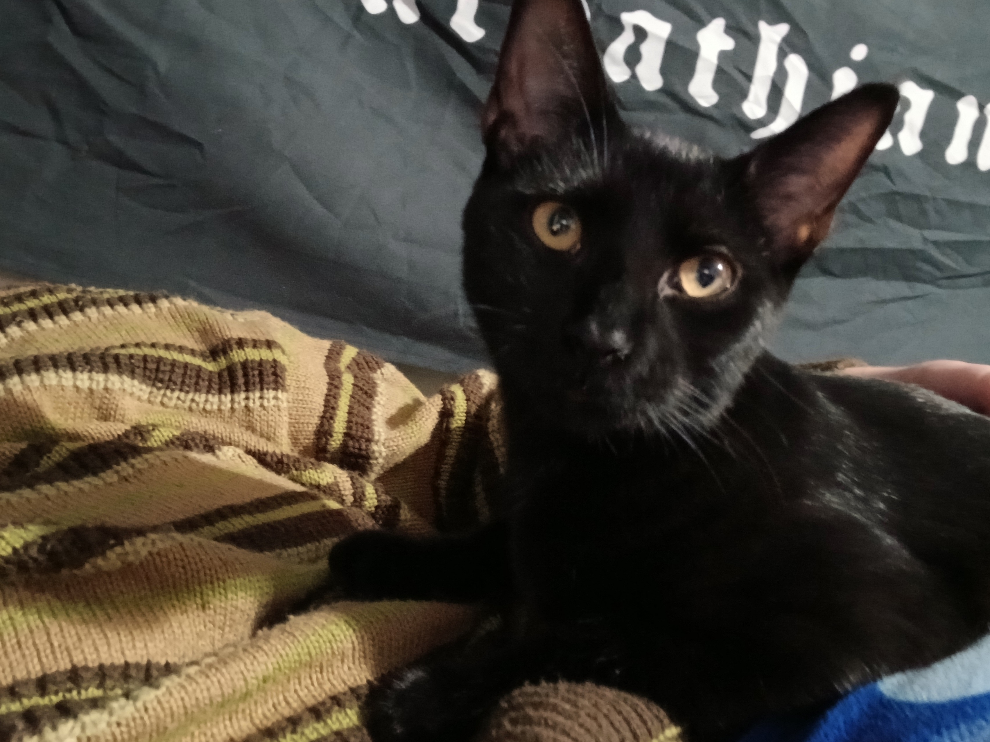 Emergency Surgery for Dane the Cat campaign photo, 7 of 7