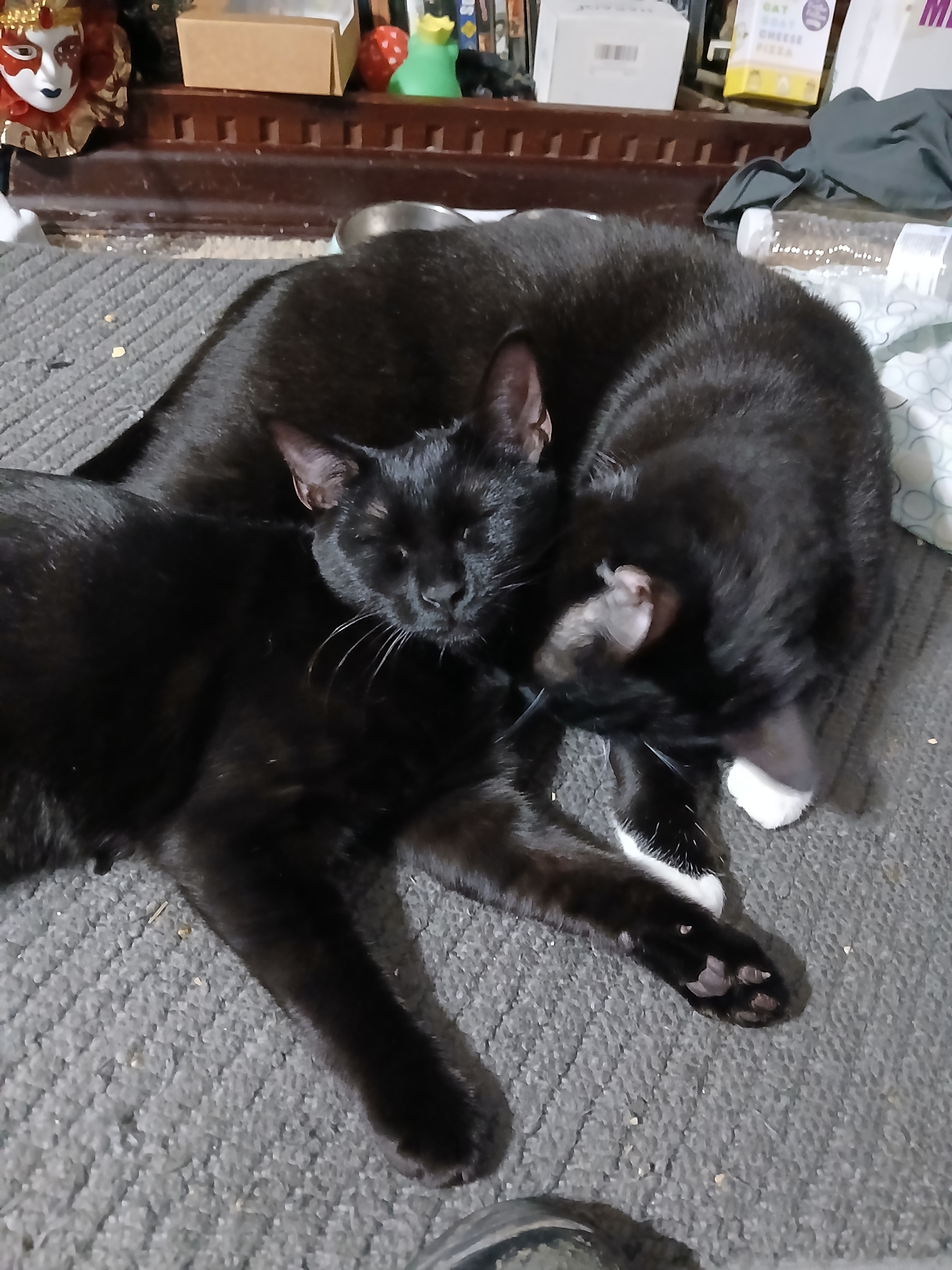 Emergency Surgery for Dane the Cat campaign photo, 4 of 7