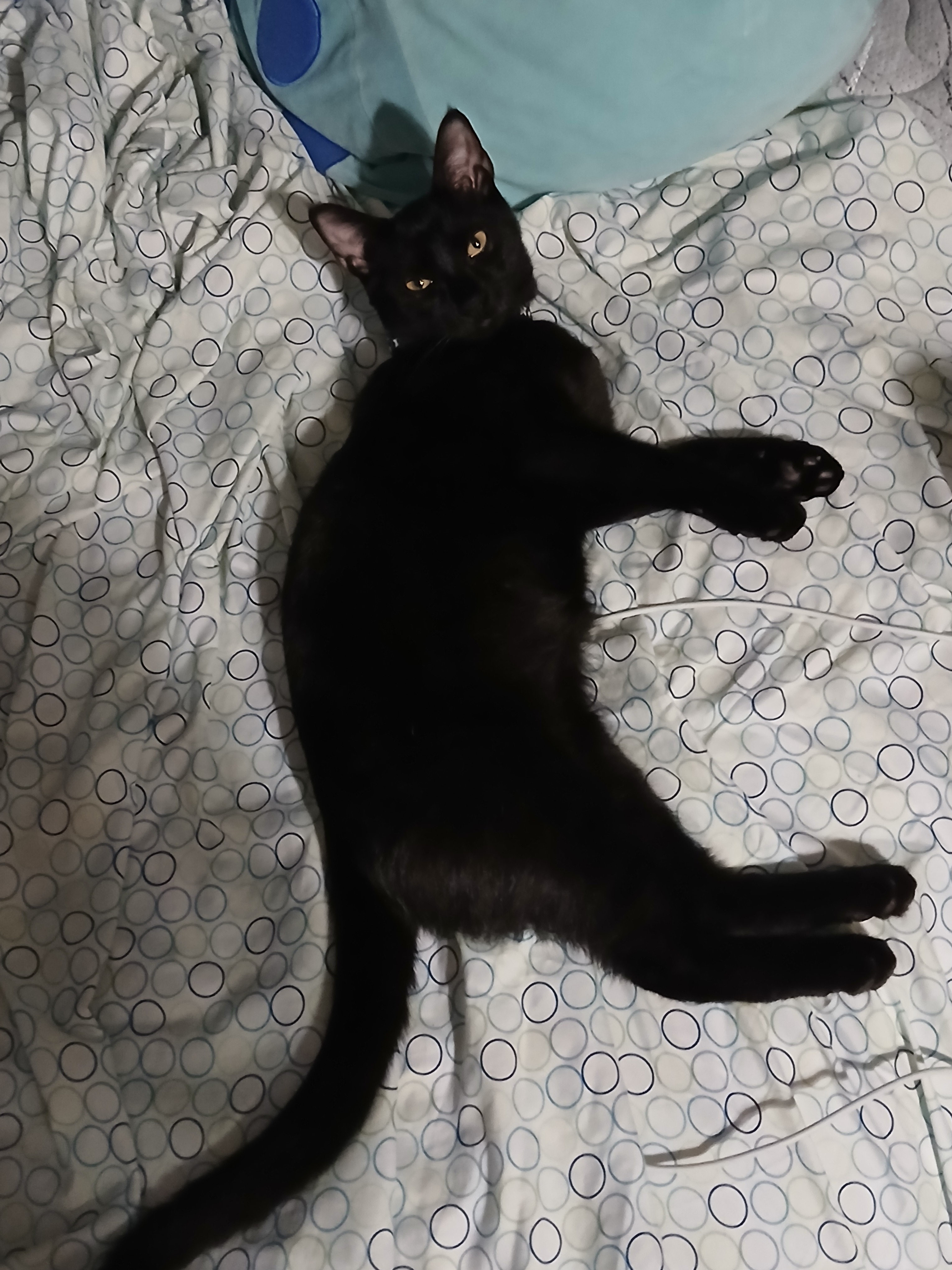 Emergency Surgery for Dane the Cat campaign photo, 5 of 7