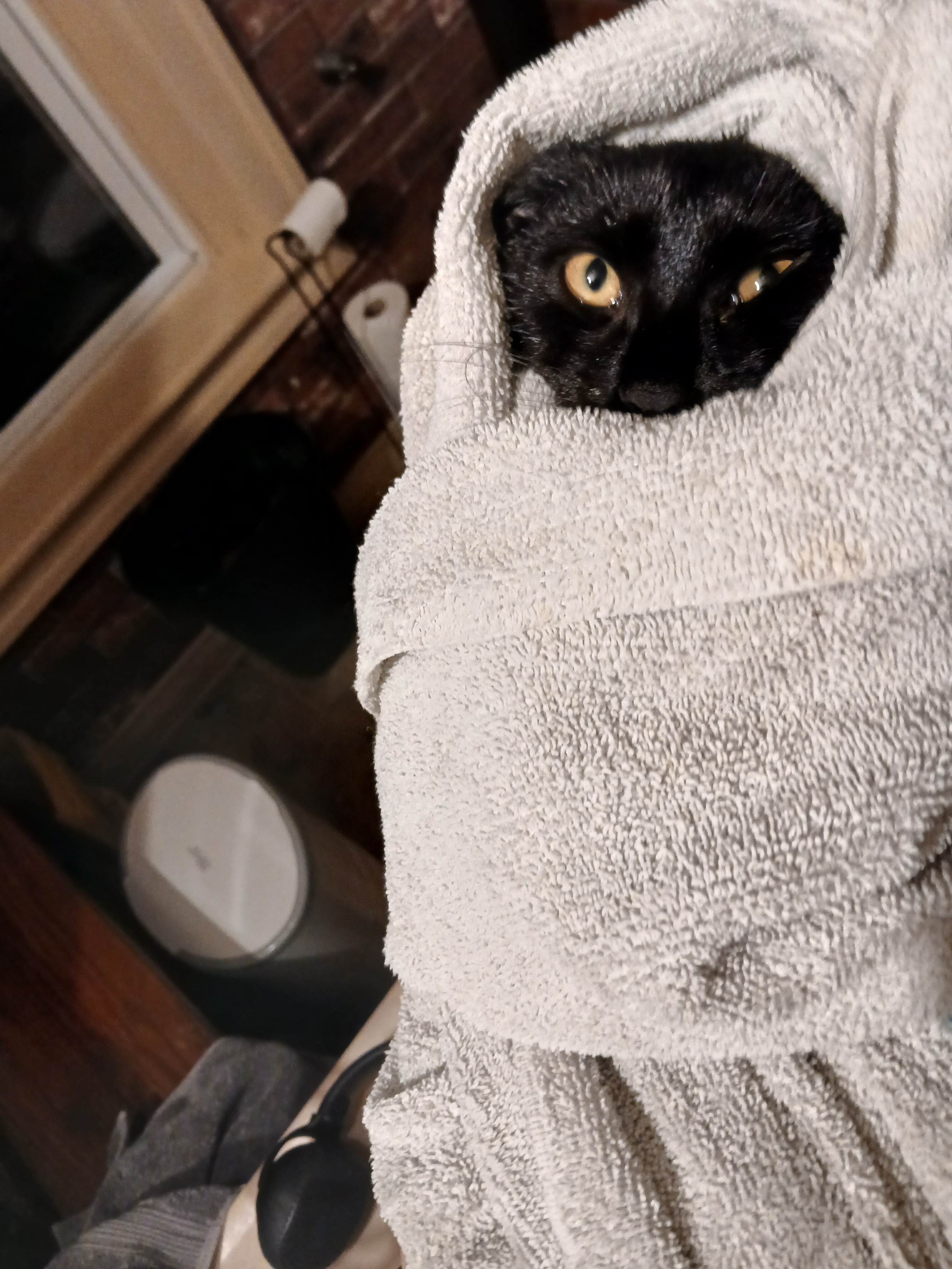 Emergency Surgery for Dane the Cat campaign photo, 6 of 7