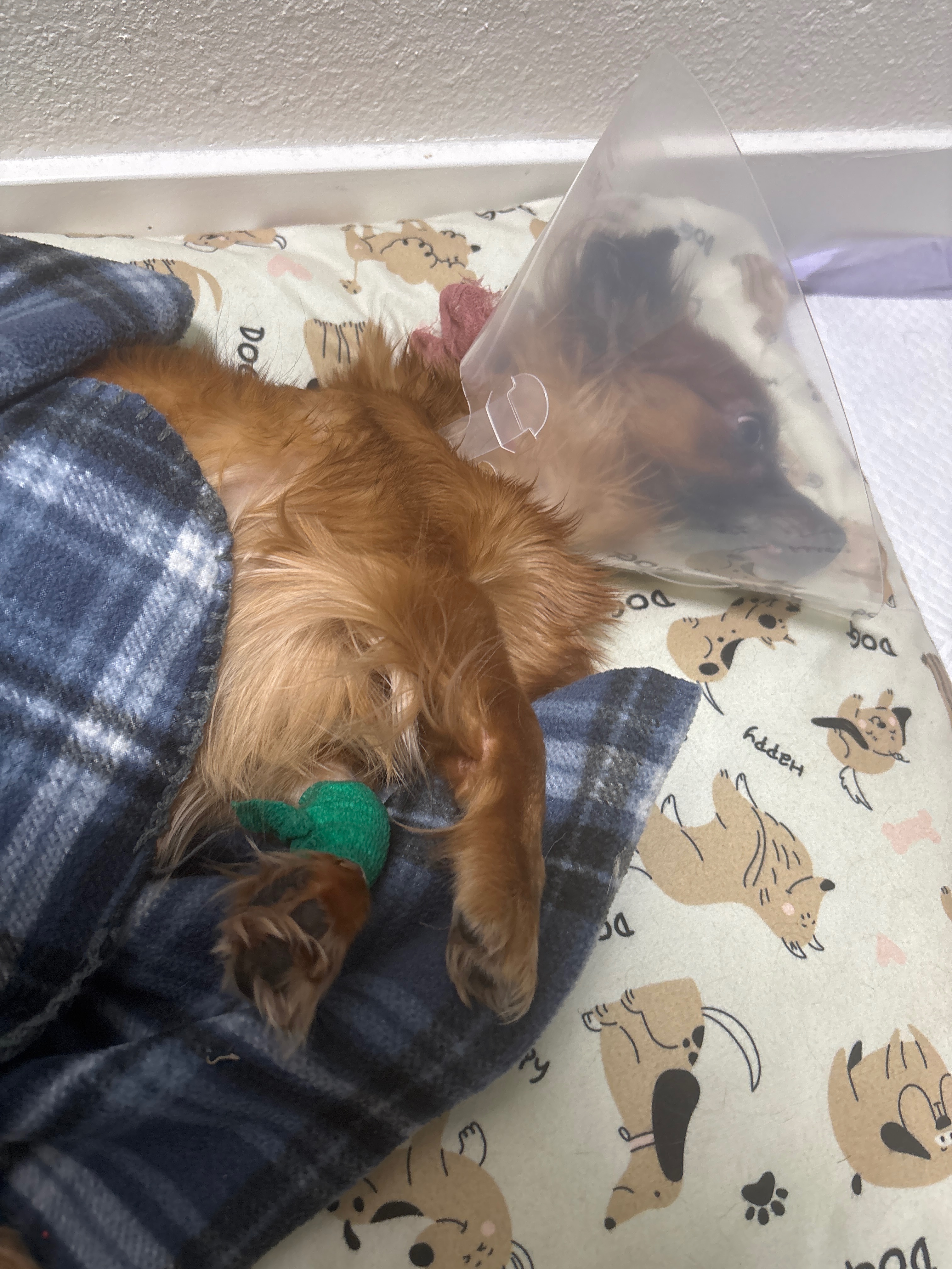 Donate to Ruby’s Surgery Fund campaign photo, 4 of 5