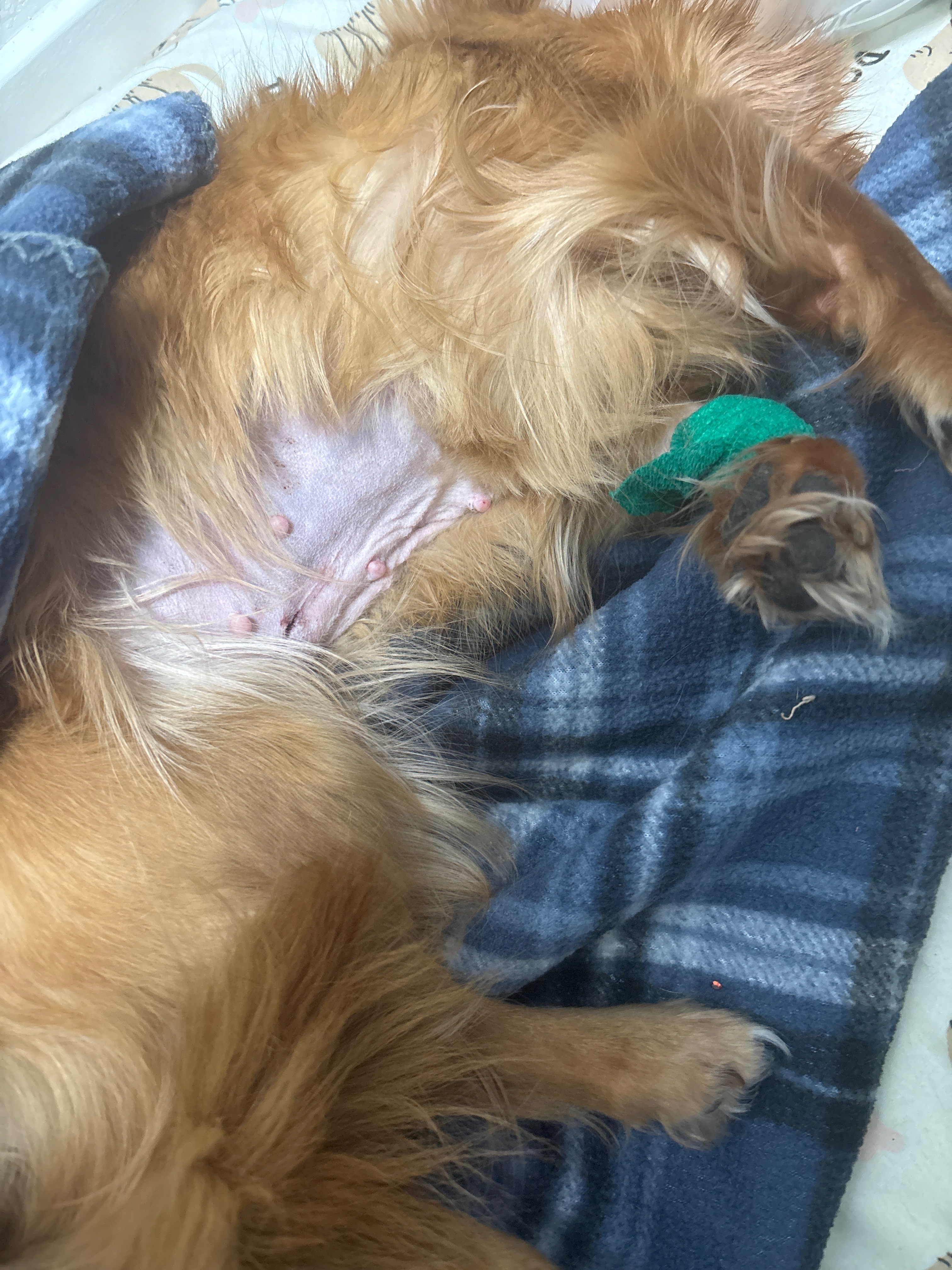 Donate to Ruby’s Surgery Fund campaign photo, 2 of 5
