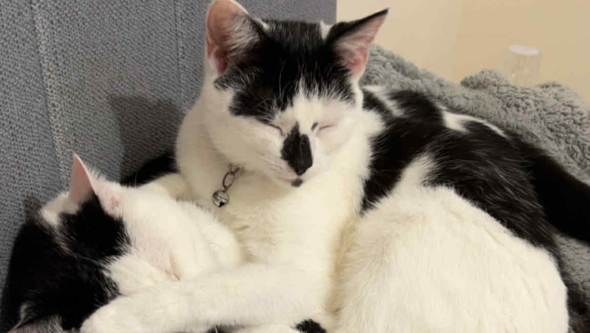 Financially struggling to pay vet bills and other bills photo