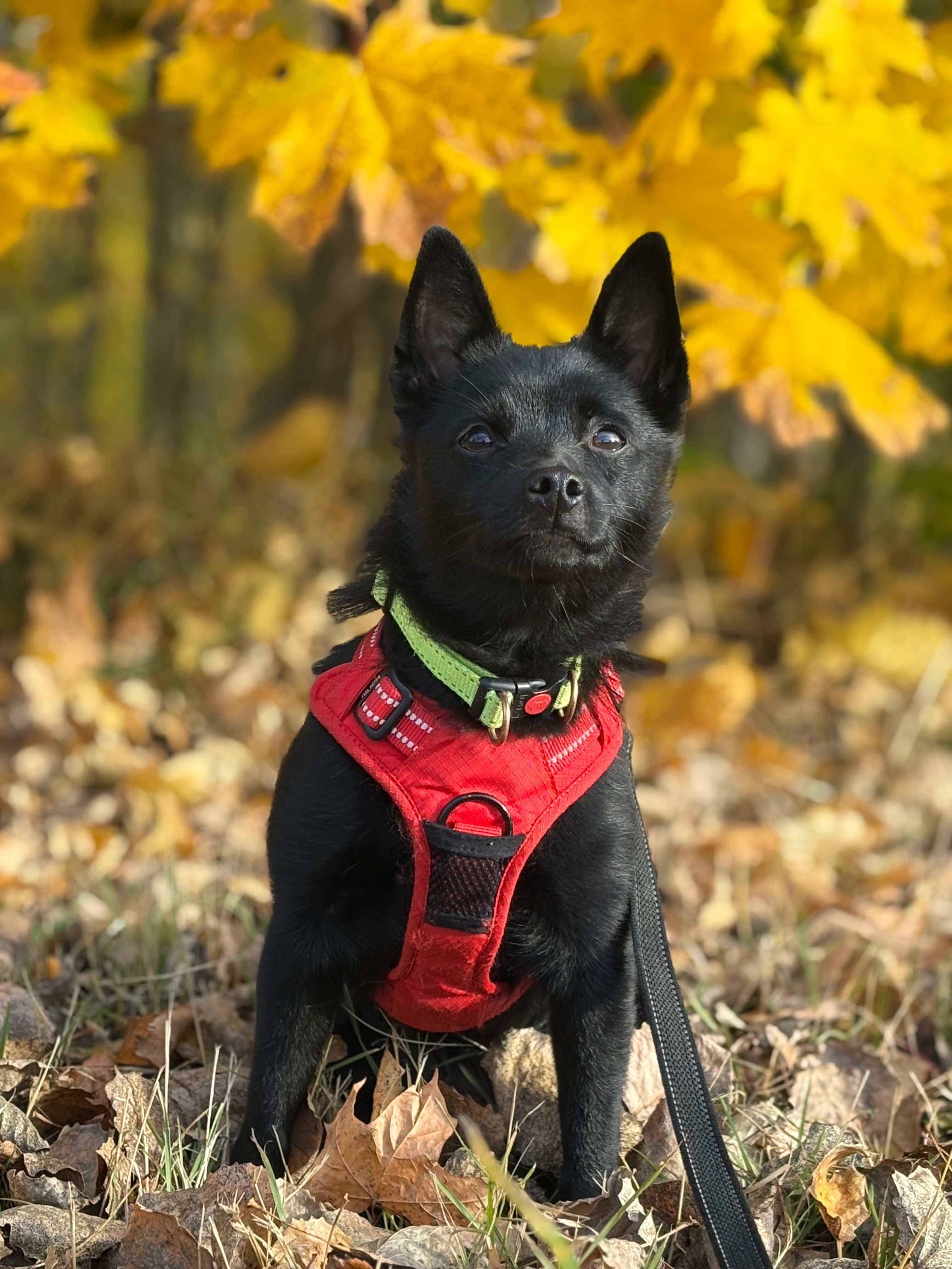 A Labrador can save my life campaign photo, 4 of 6