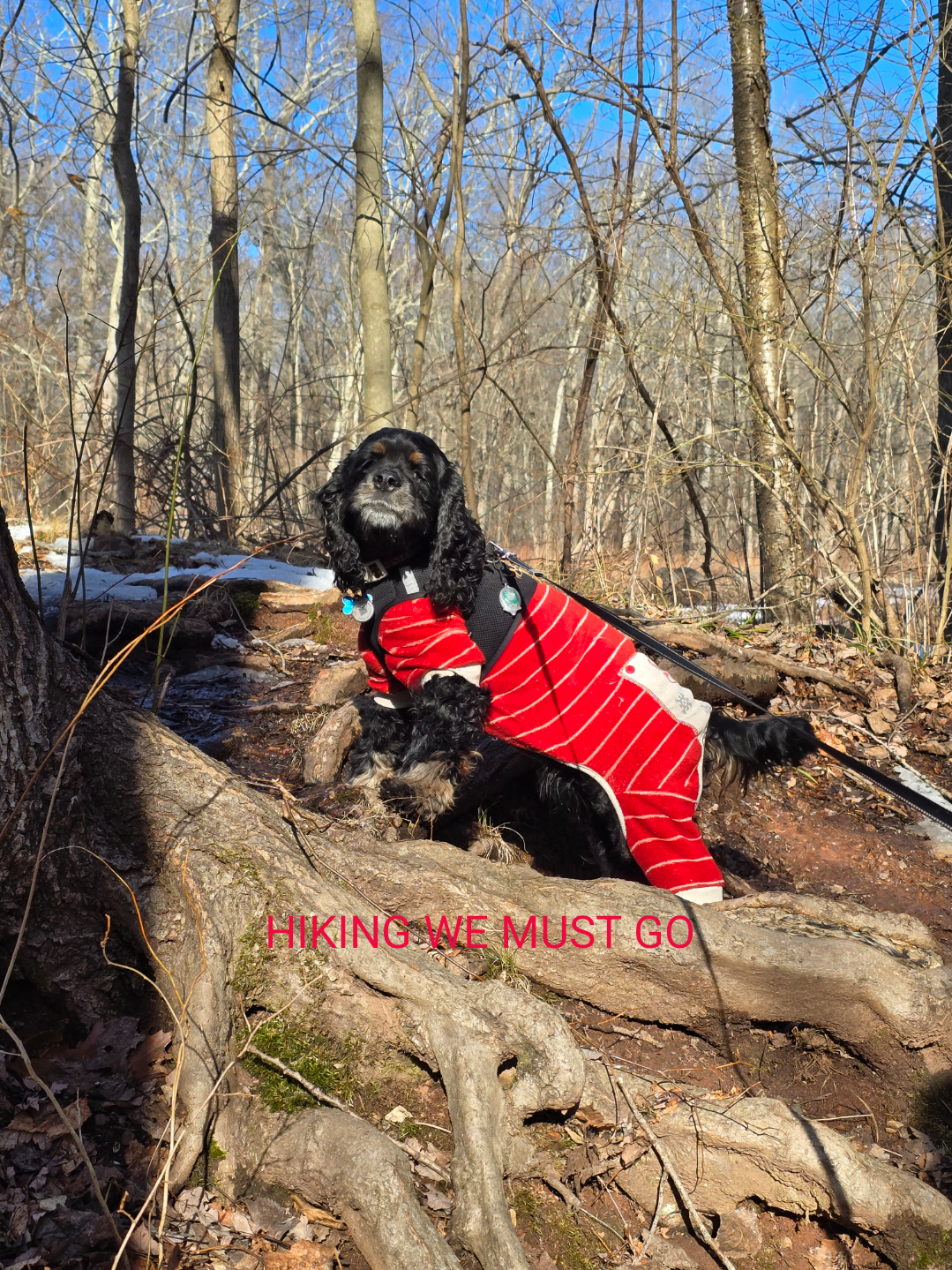 Support Our 6-Year-Old's Urgent Cancer Treatment campaign photo, 6 of 8