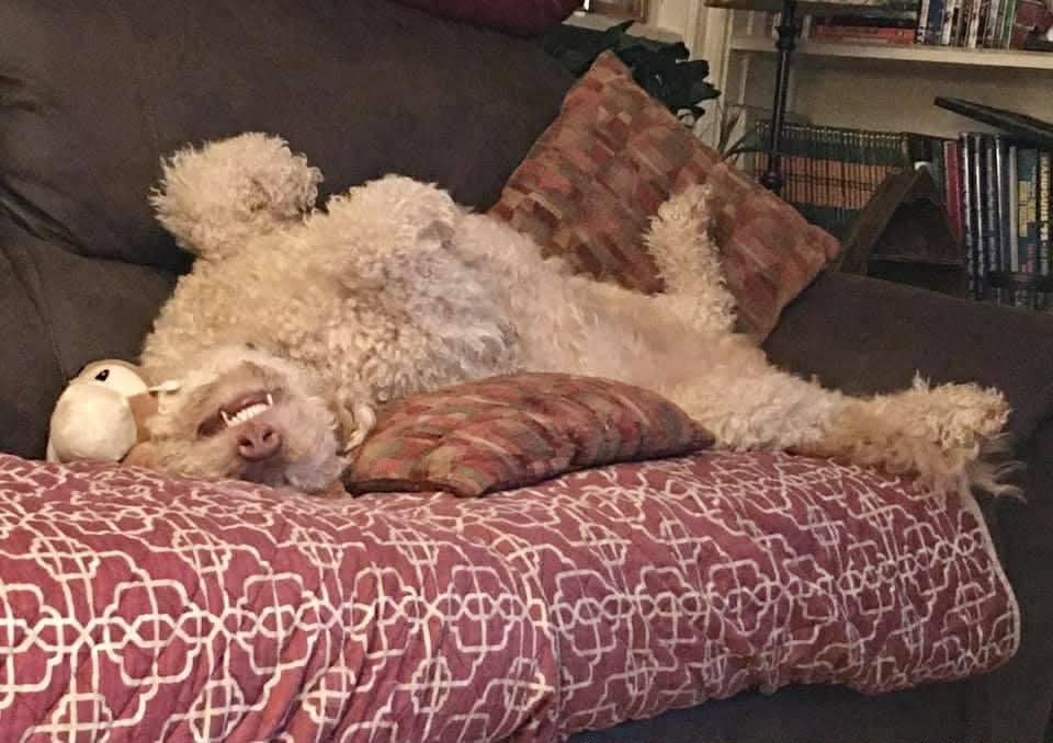Christmas Miracle for Fozzie the Service Dog campaign photo, 7 of 8