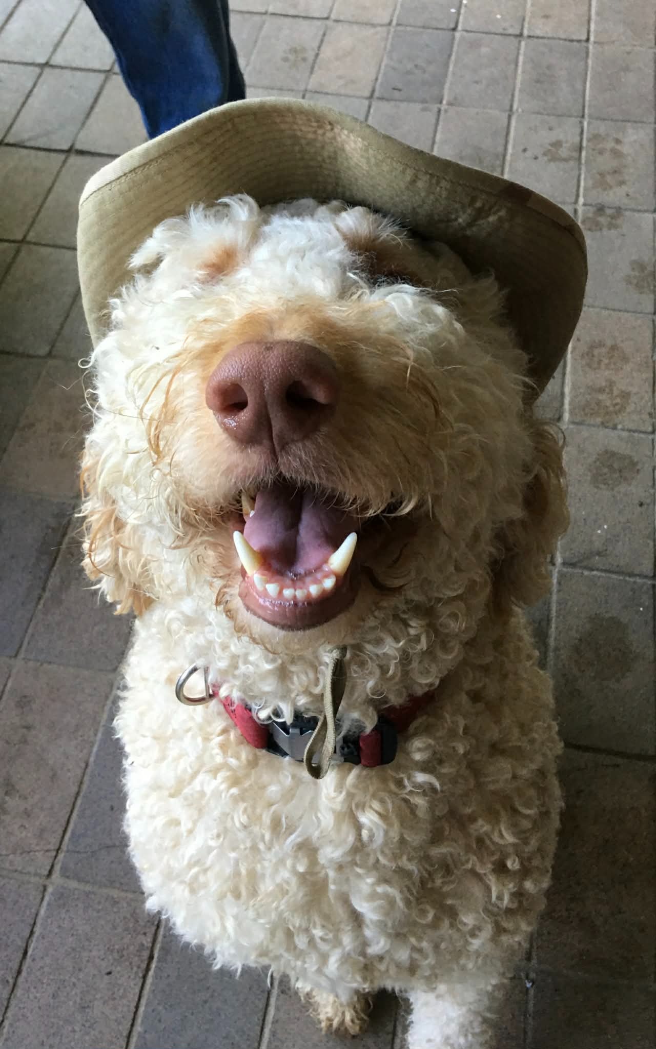 Christmas Miracle for Fozzie the Service Dog campaign photo, 2 of 8