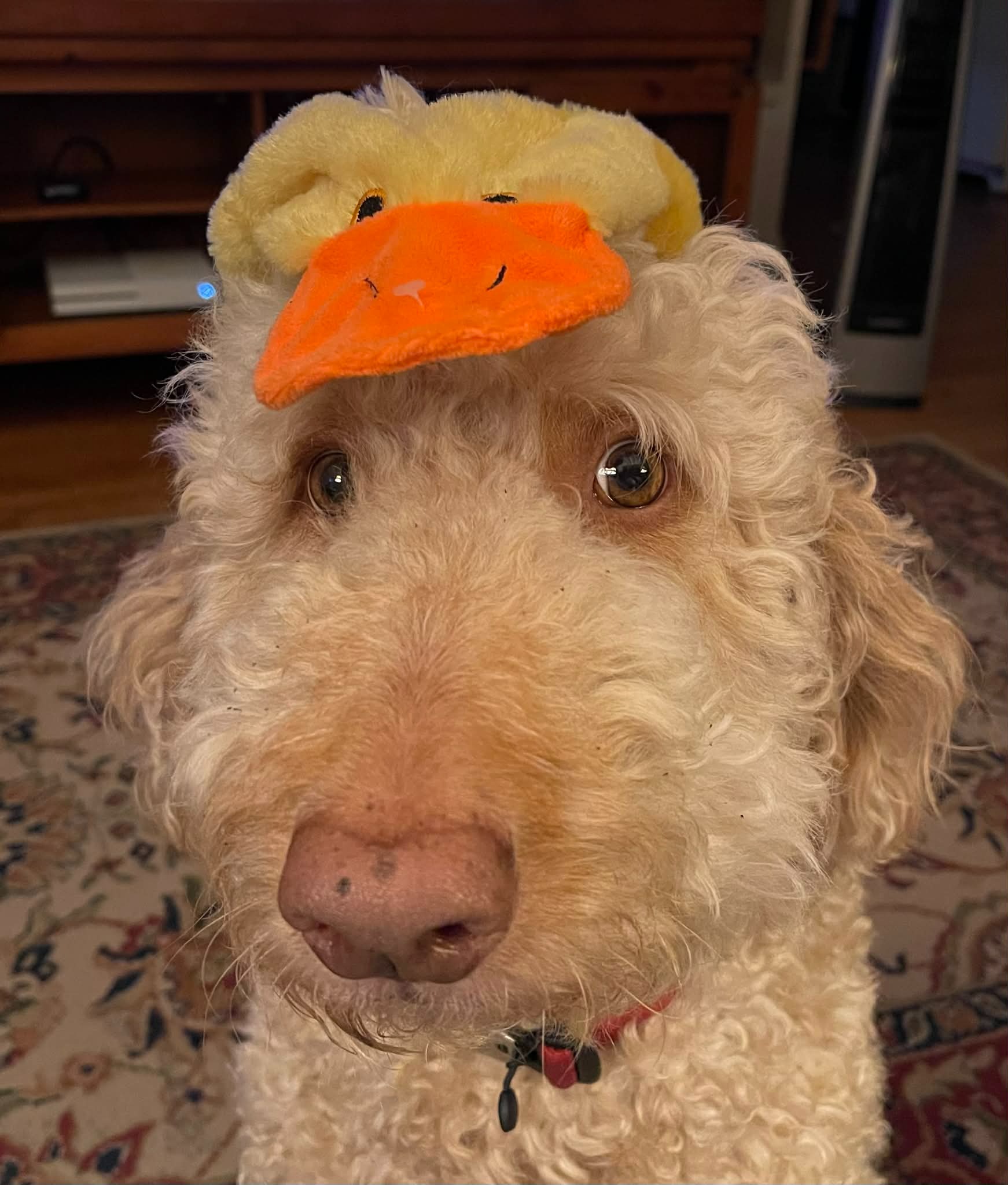 Christmas Miracle for Fozzie the Service Dog campaign photo, 4 of 8