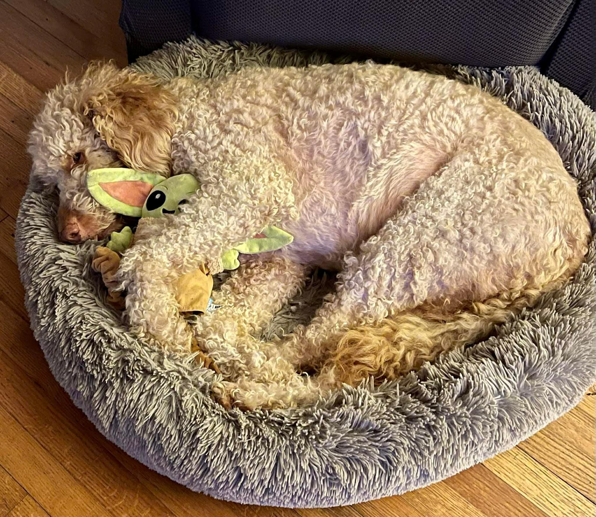 Christmas Miracle for Fozzie the Service Dog campaign photo, 5 of 8