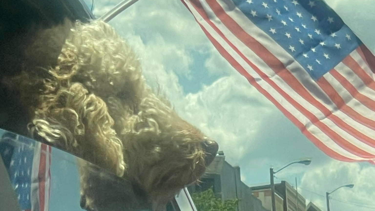 Christmas Miracle for Fozzie the Service Dog photo