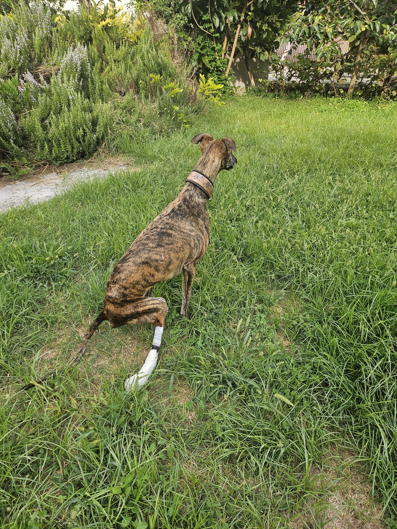 KATARINA la galga tripode necessita di un carrellino campaign photo, 4 of 8
