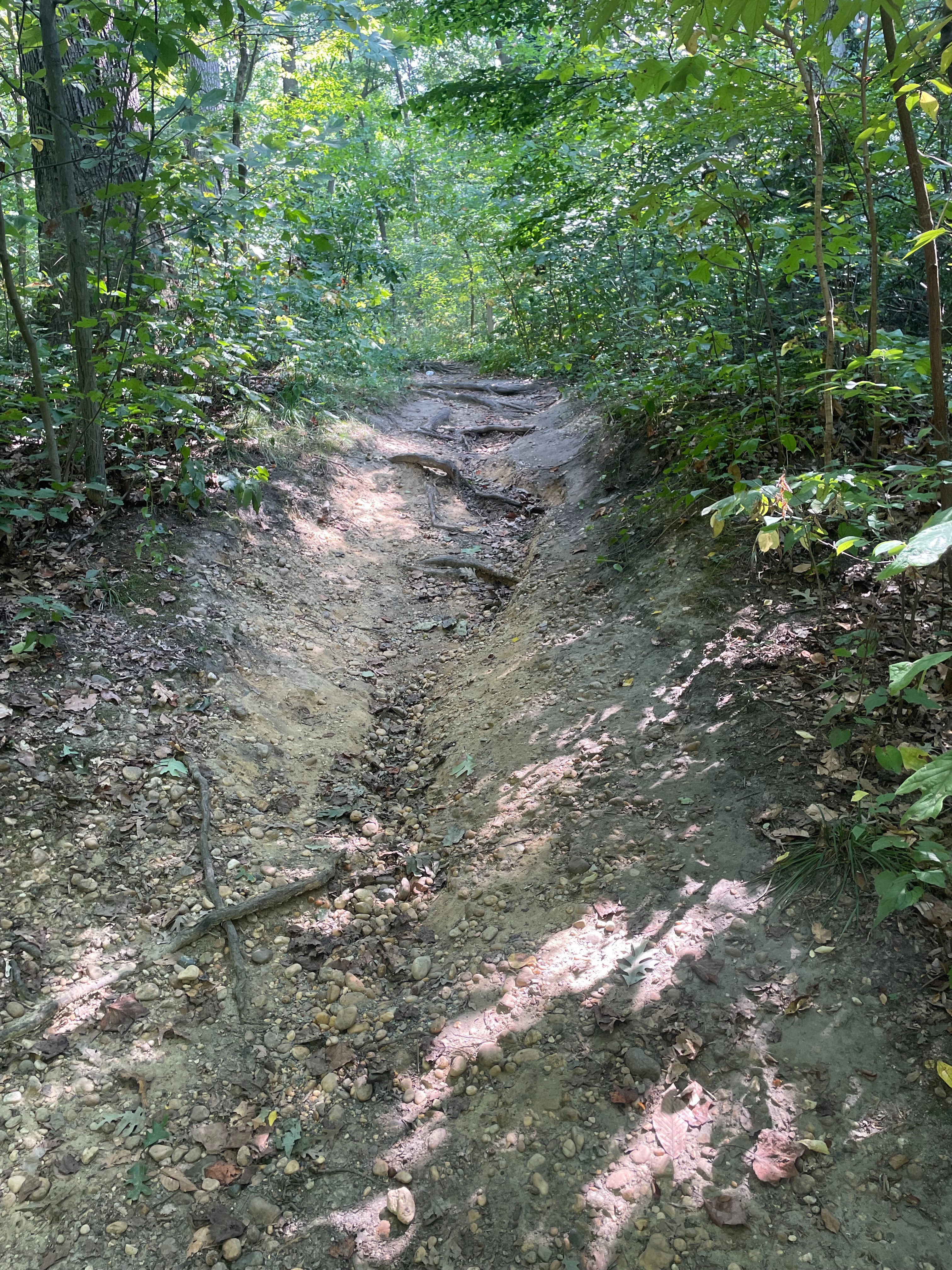 Eagle Scout Project at Saddler's Woods campaign photo, 2 of 3