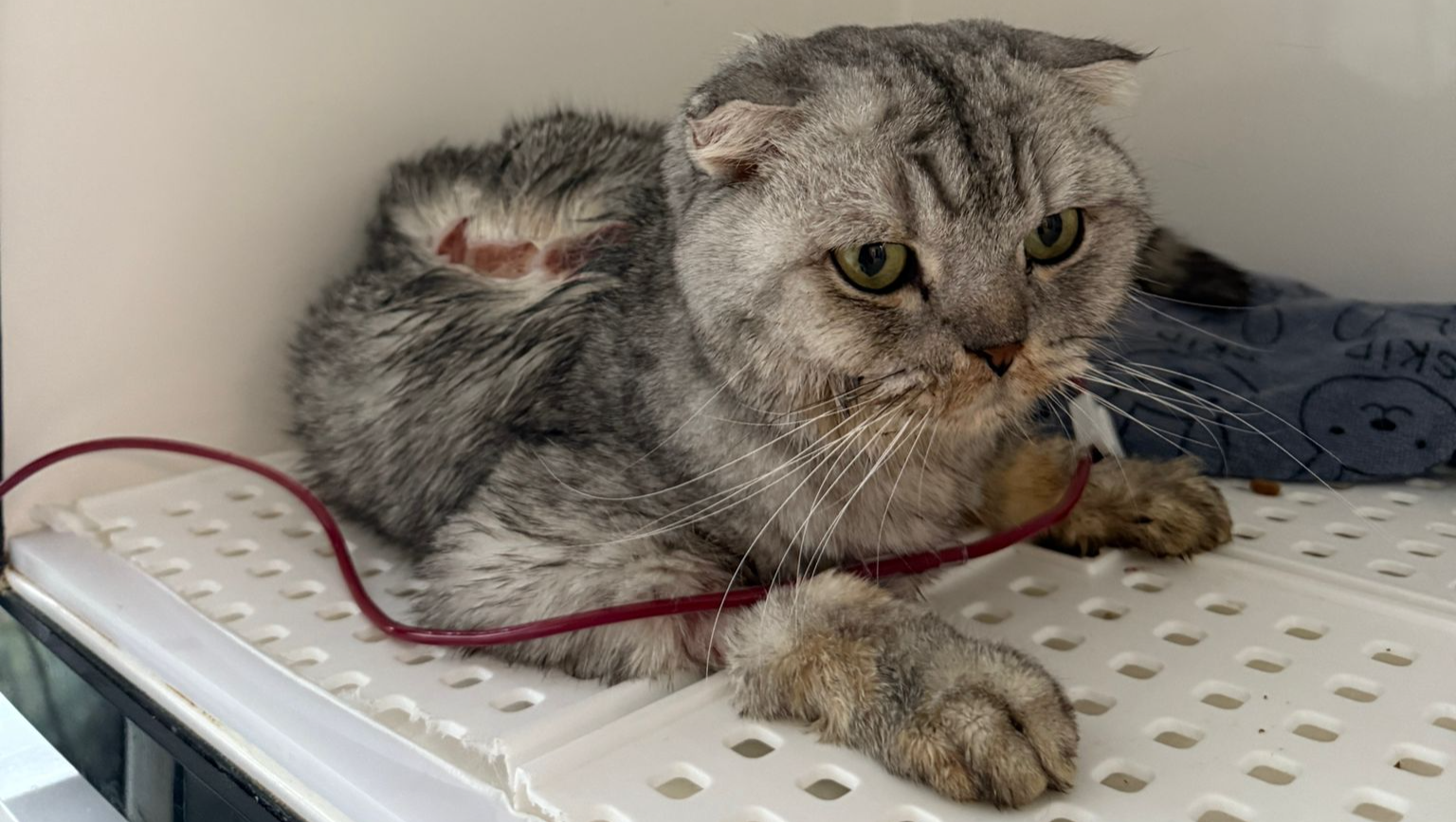 Fundraiser by Pixie Cat : Help Save Pixies Life!