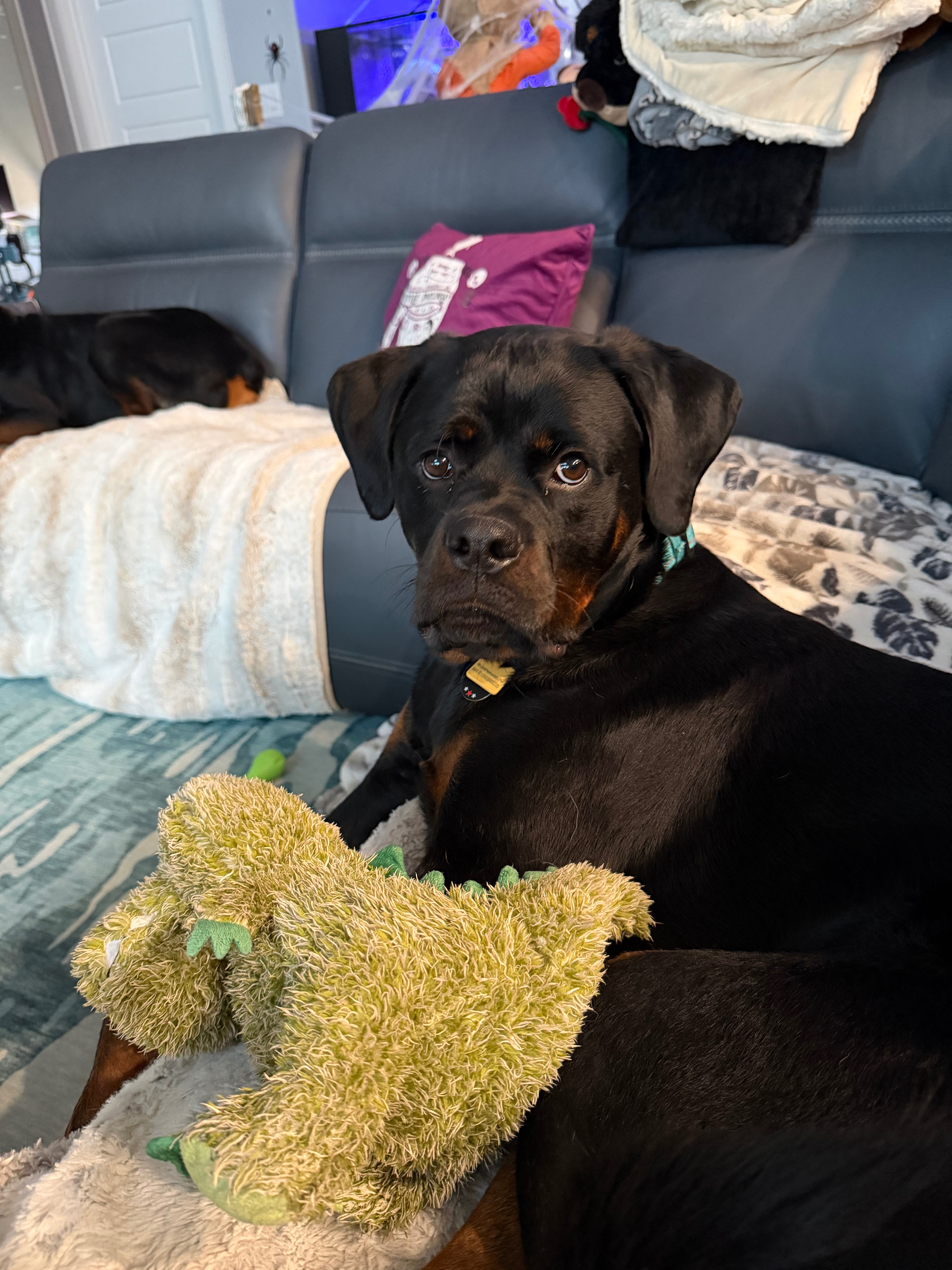 Support Jaxson's Urgent Hip & Knee Surgeries campaign photo, 5 of 7
