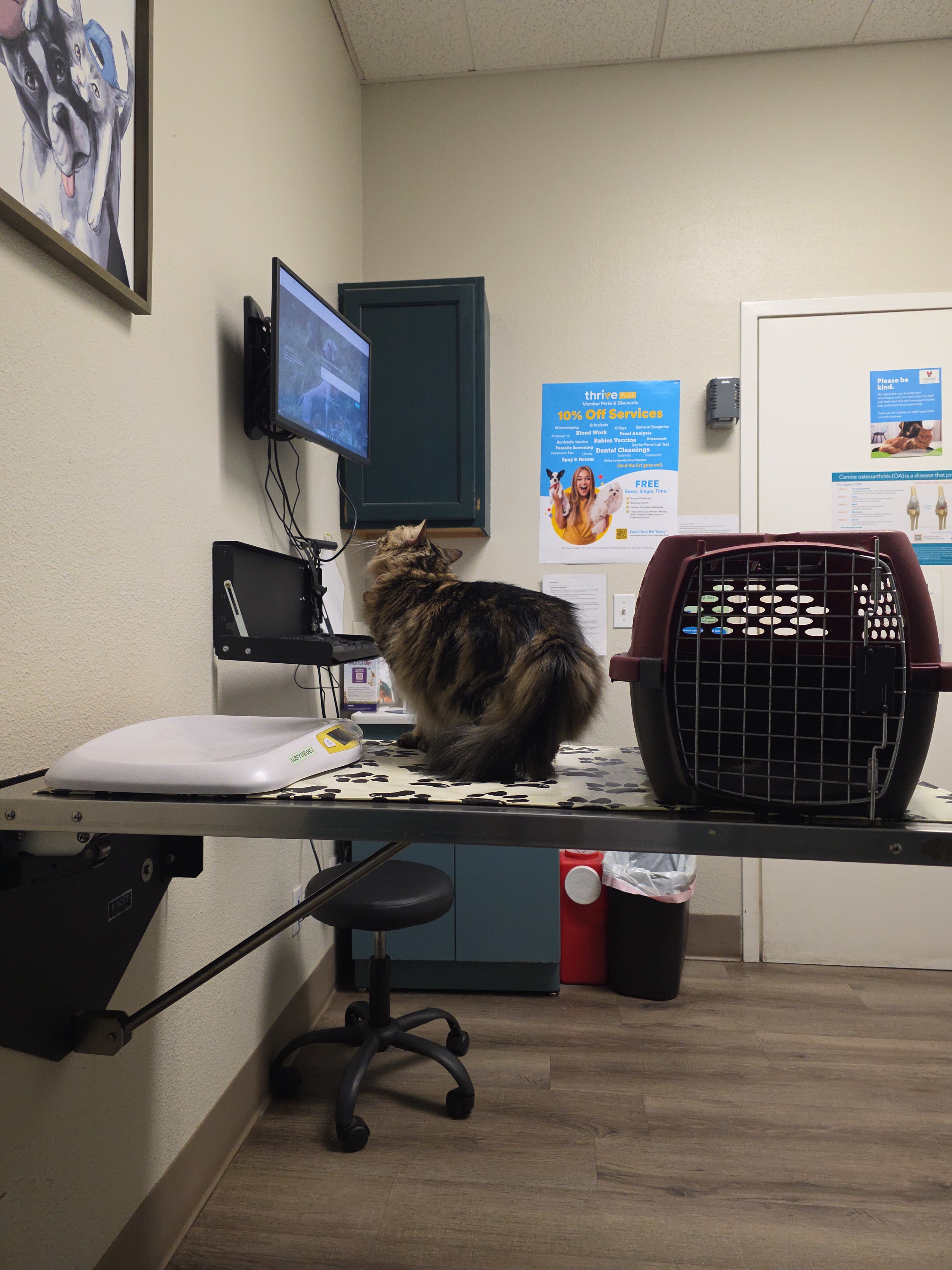 Support Pecan's Emergency Vet Stay campaign photo, 2 of 6
