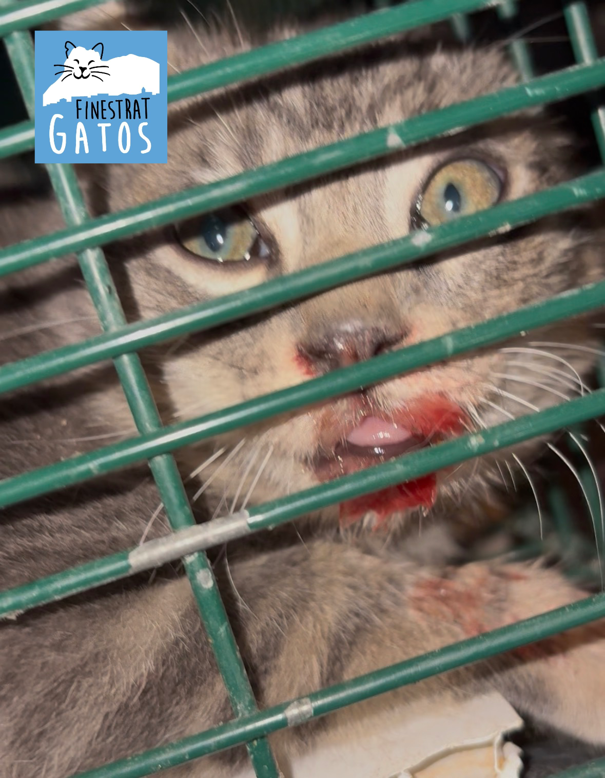Ayuda urgente: cirugía vital para un gatito bebé! campaign photo, 5 of 6