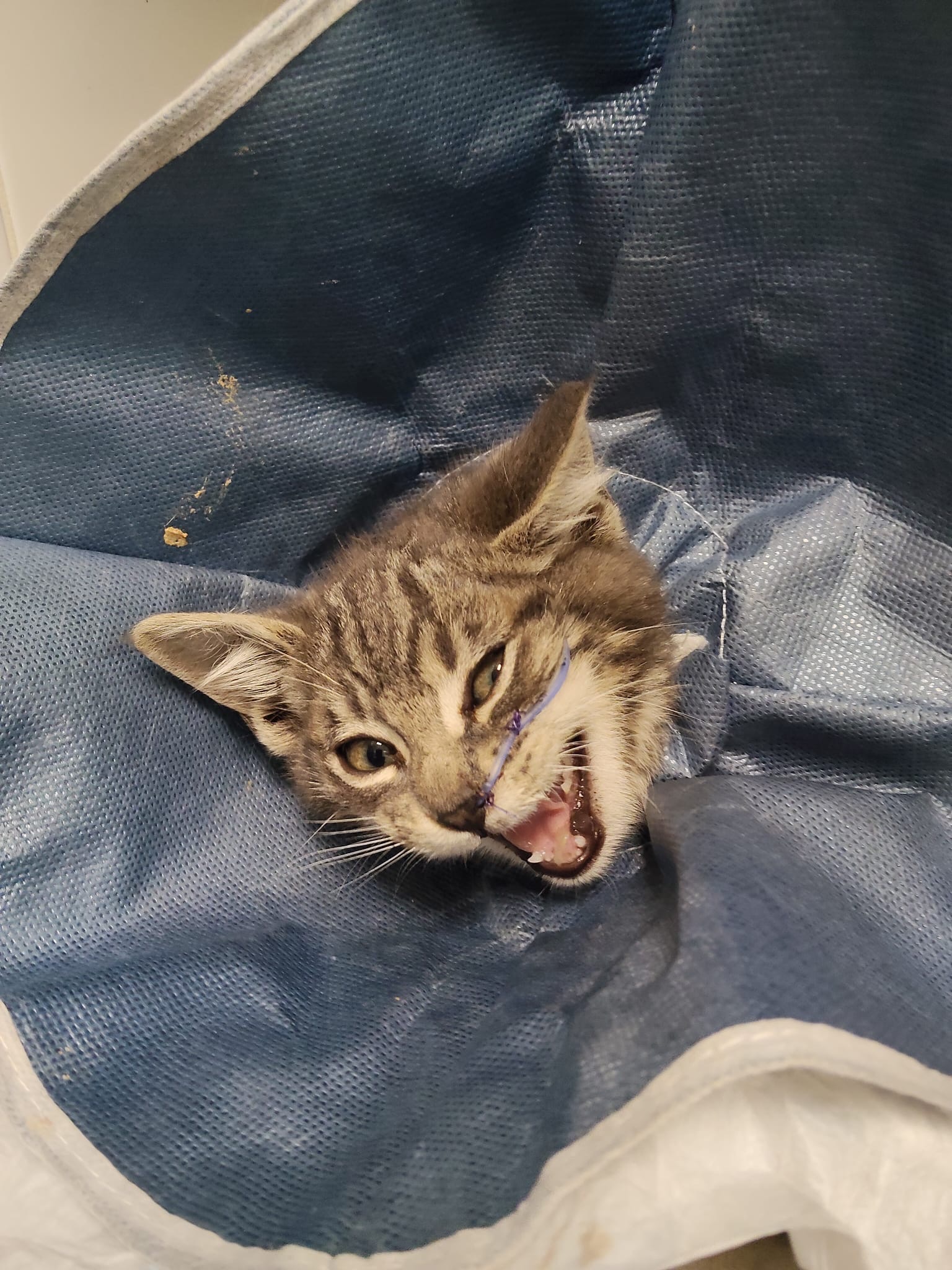 Ayuda urgente: cirugía vital para un gatito bebé! campaign photo, 2 of 6