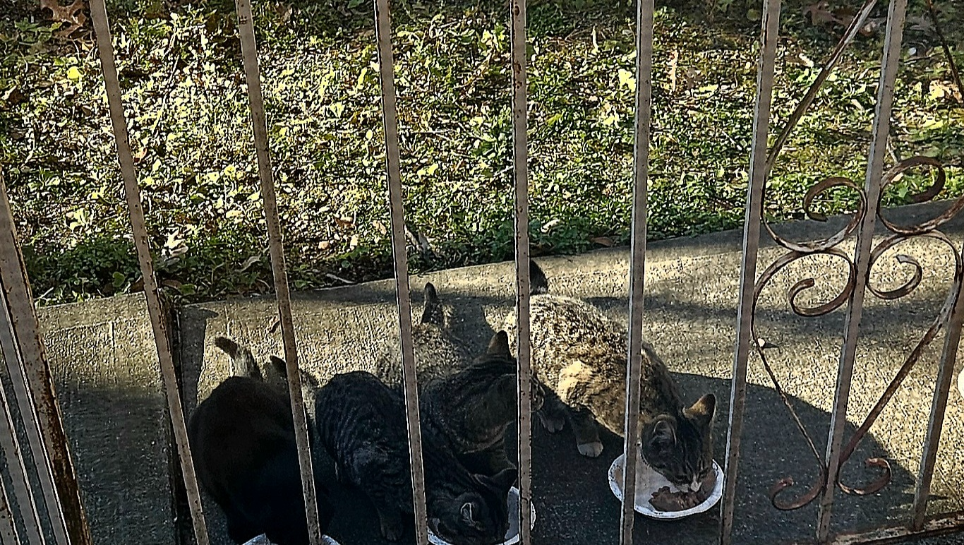 Help Stray Cats Get Shelter & Medical Care photo