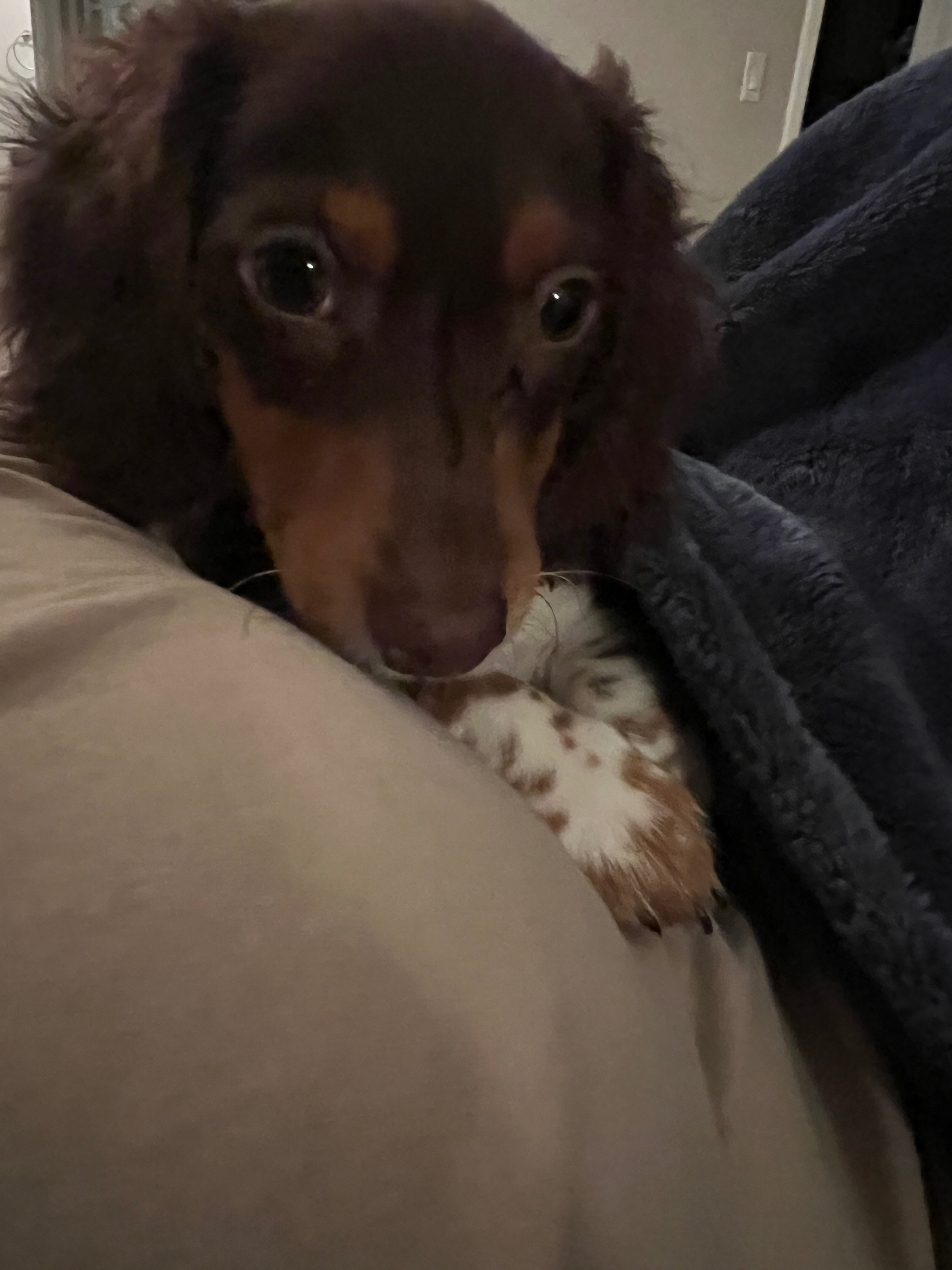 Help Frodo Get Surgery for His Injured Leg campaign photo, 7 of 7