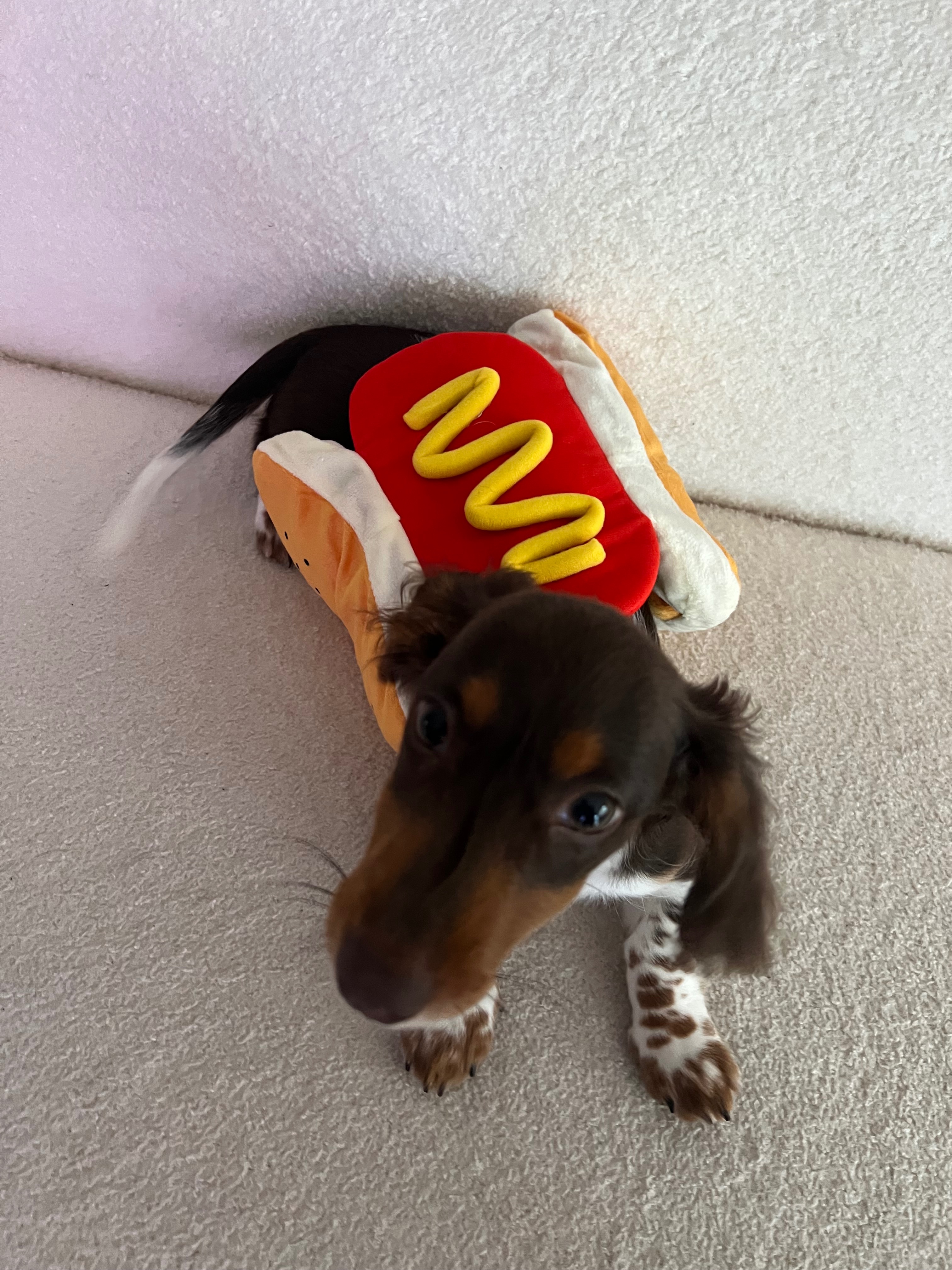 Help Frodo Get Surgery for His Injured Leg campaign photo, 4 of 7