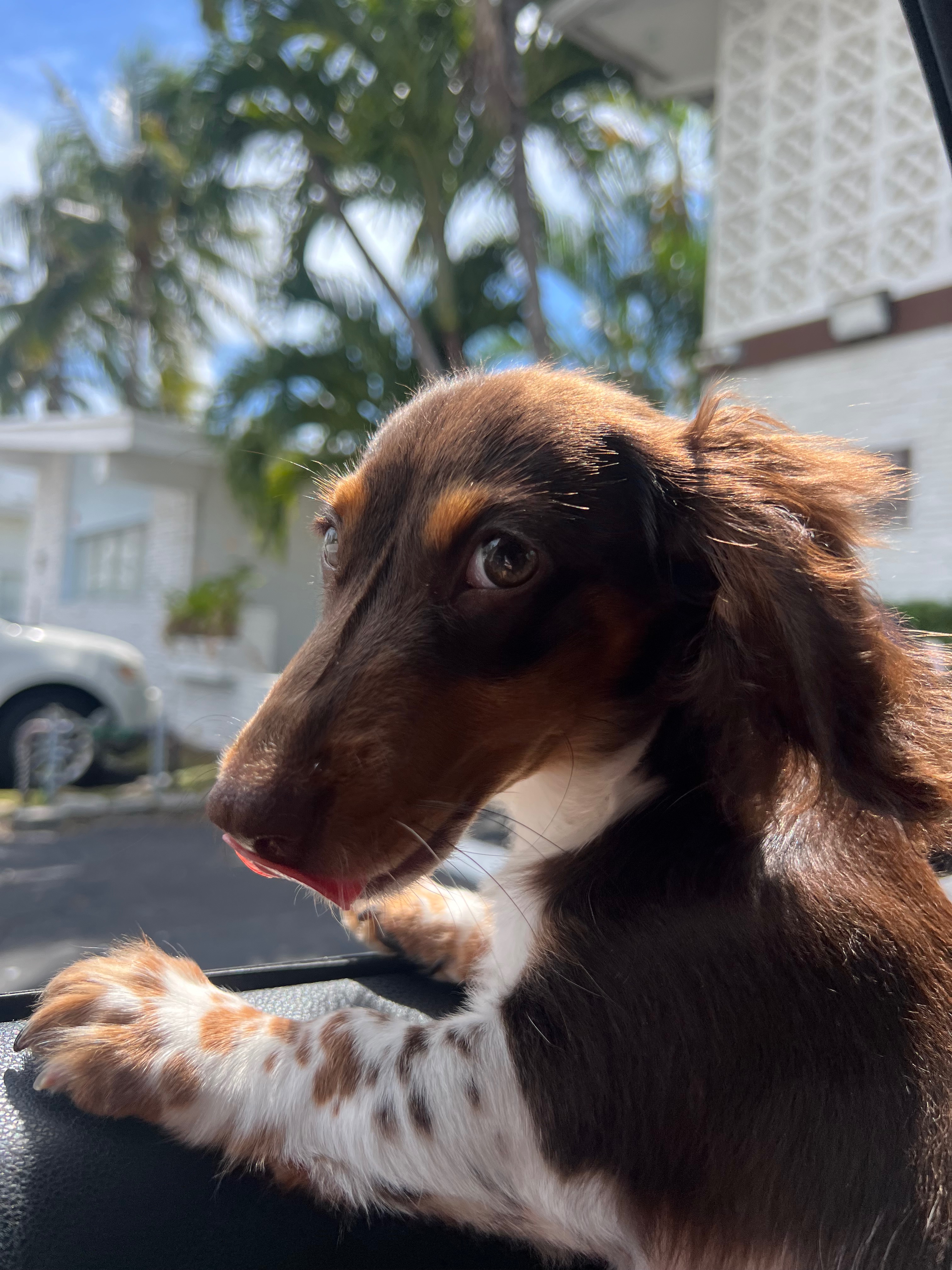Help Frodo Get Surgery for His Injured Leg campaign photo, 5 of 7