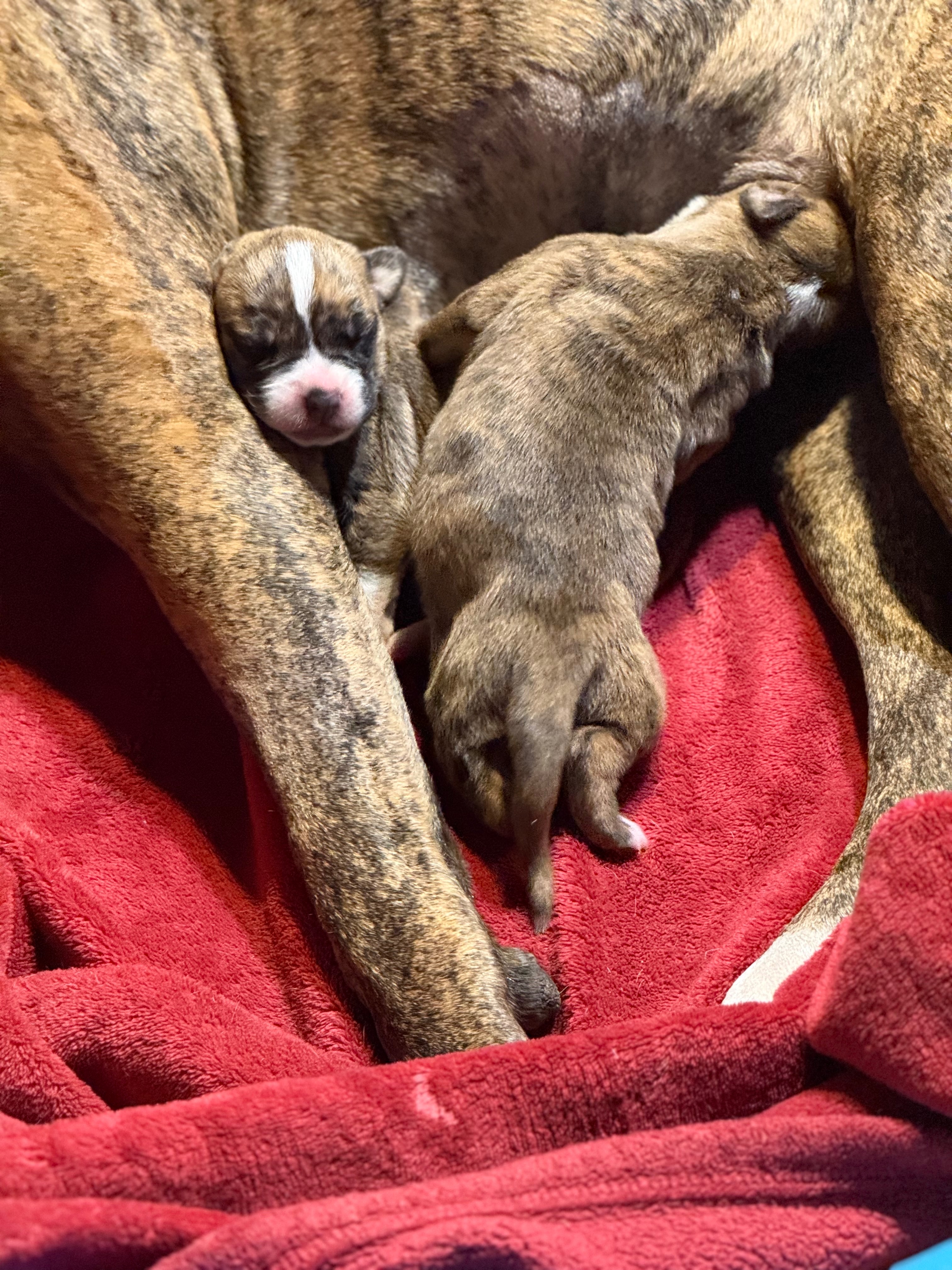 Support Molly's Vet Care After Surgery campaign photo, 2 of 7