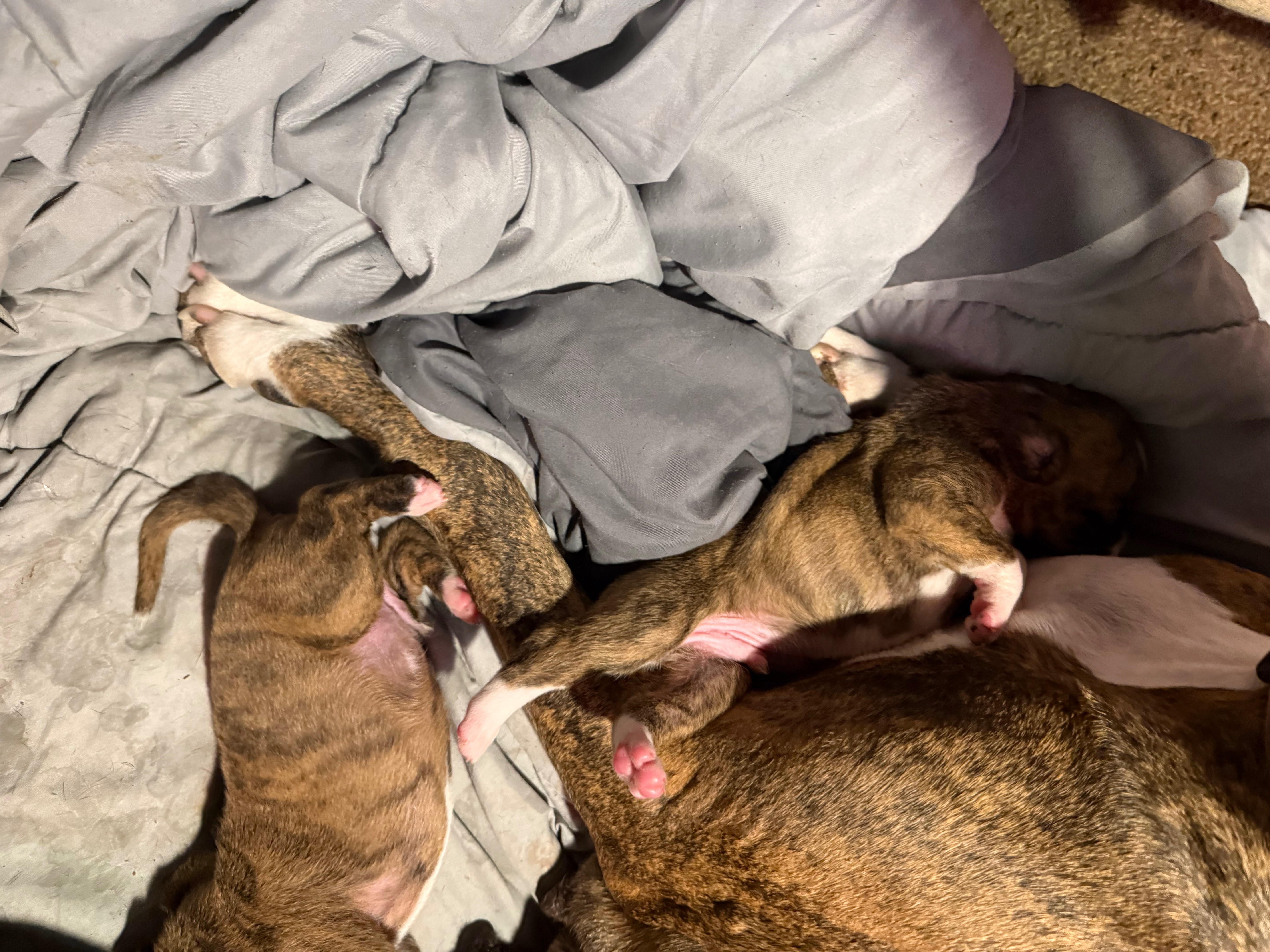 Support Molly's Vet Care After Surgery campaign photo, 4 of 7
