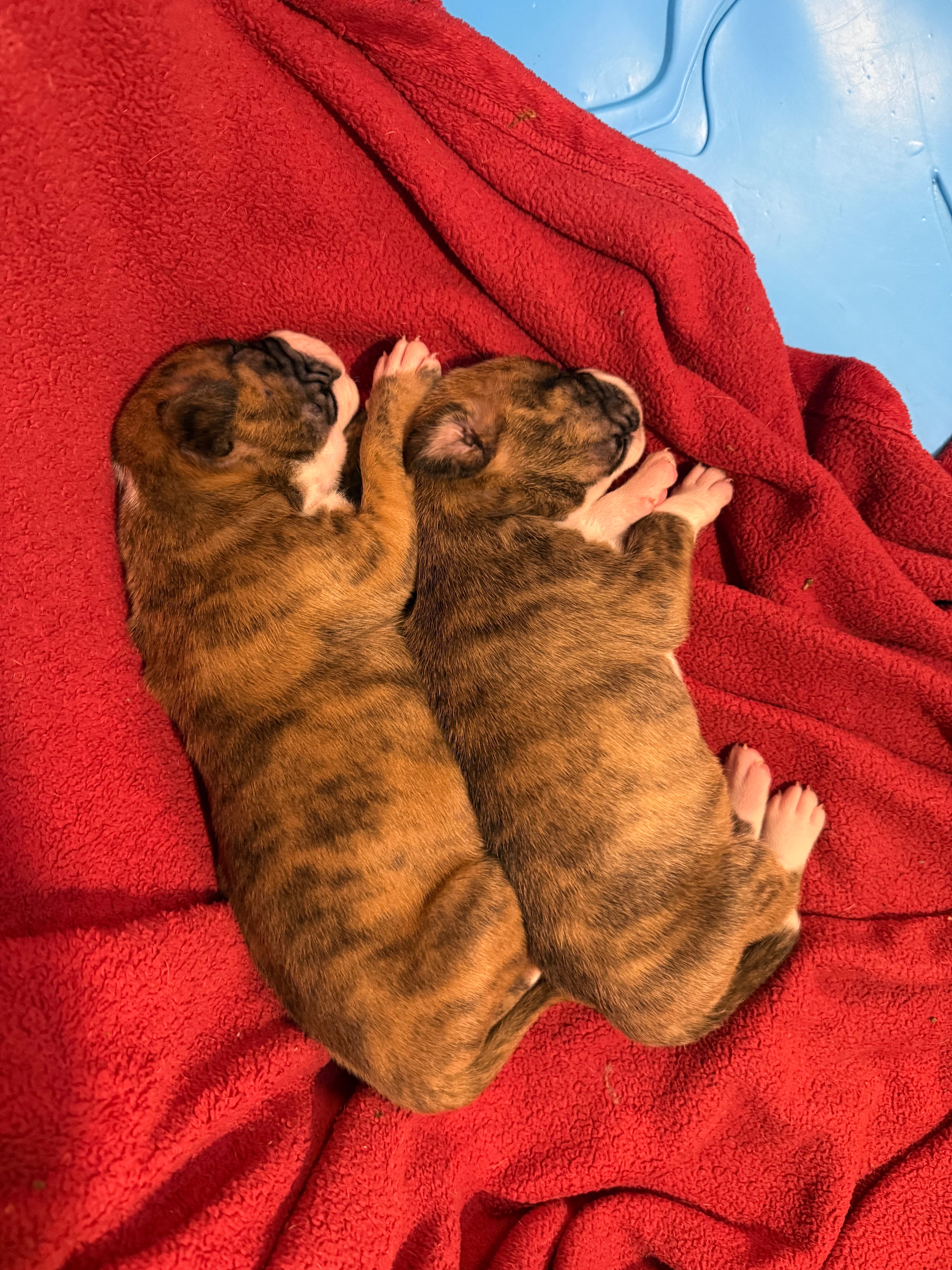 Support Molly's Vet Care After Surgery campaign photo, 5 of 7