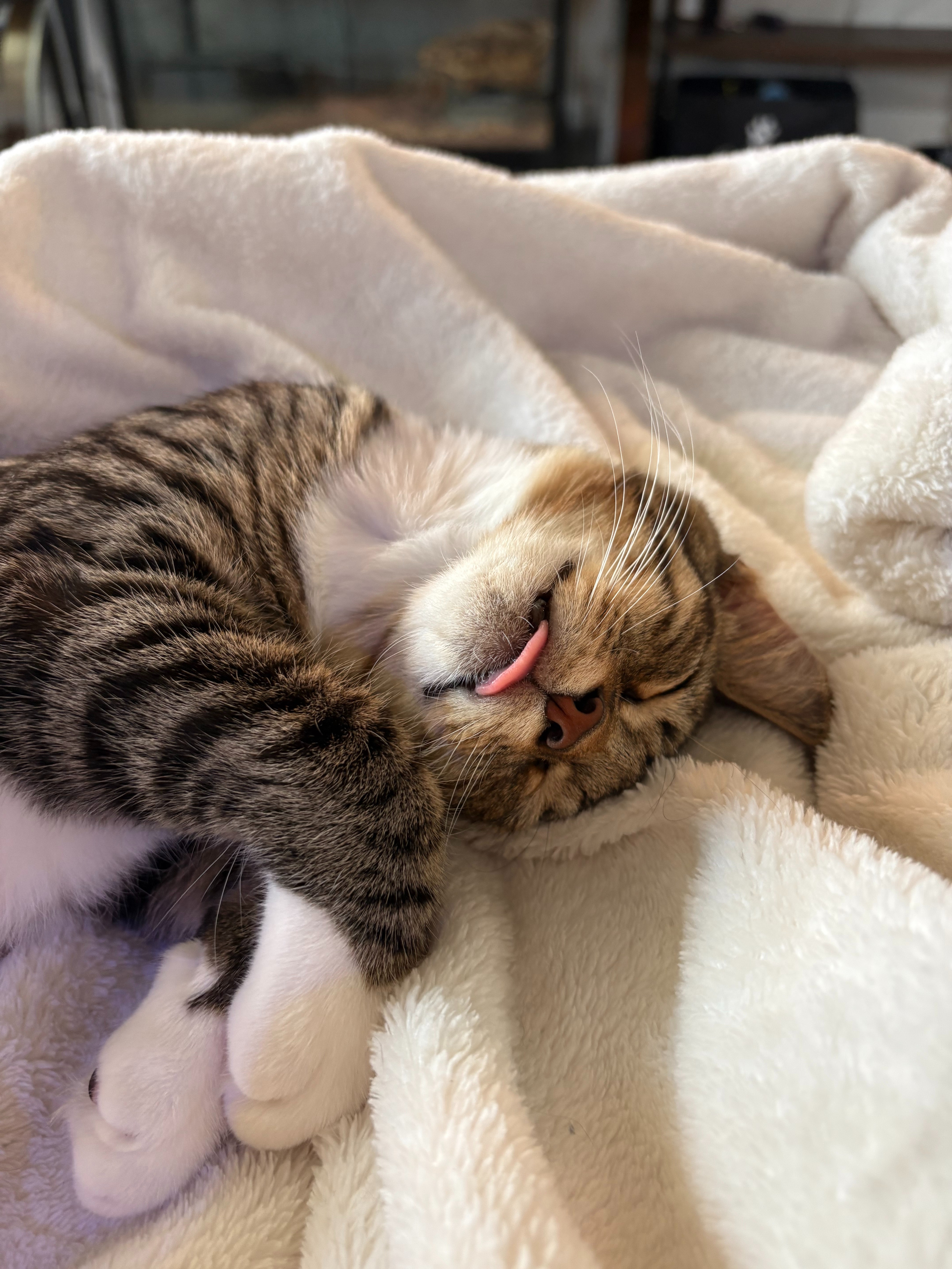 Help save Herb: He's fighting FIP campaign photo, 7 of 8