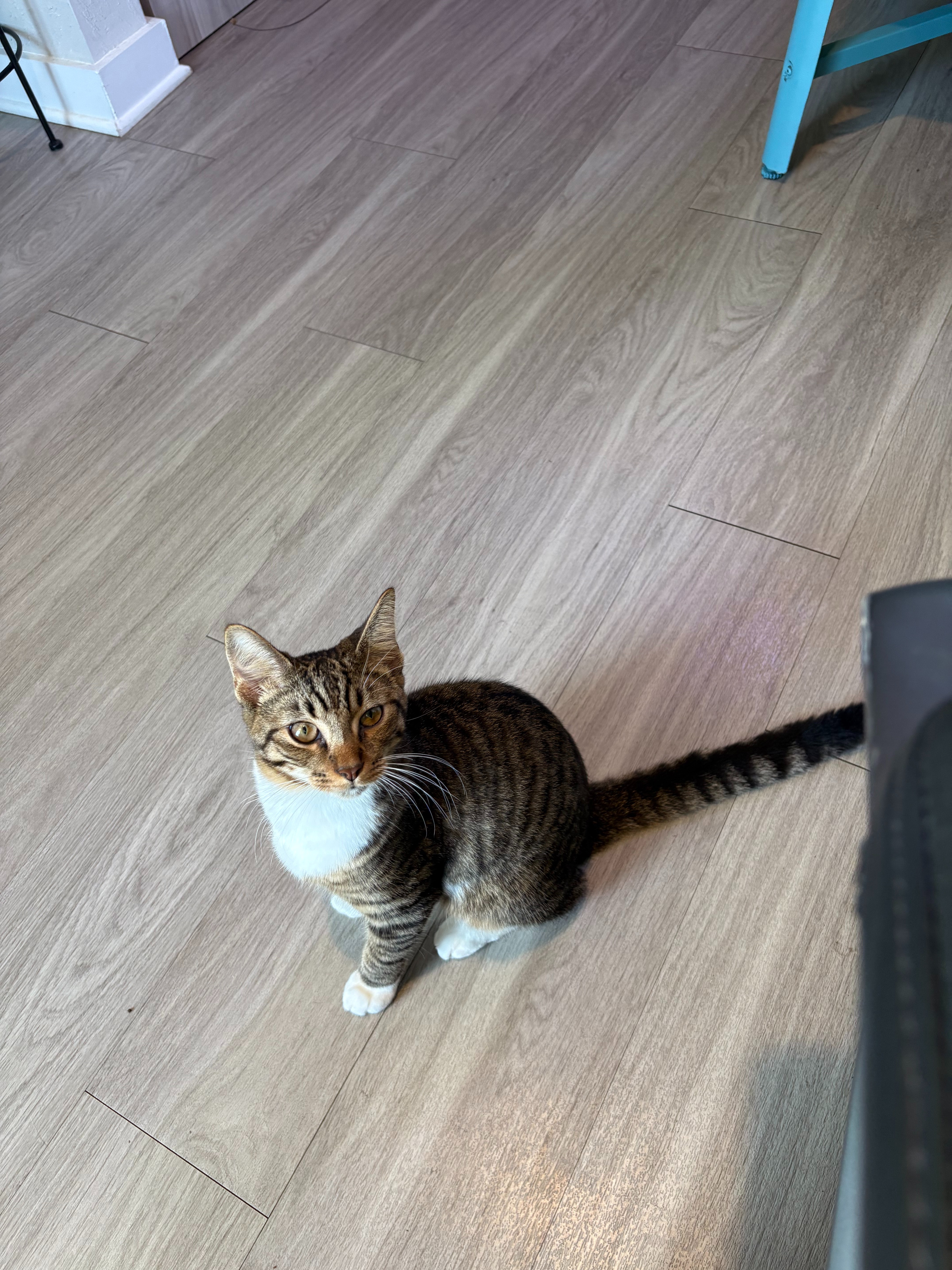 Help save Herb: He's fighting FIP campaign photo, 2 of 8