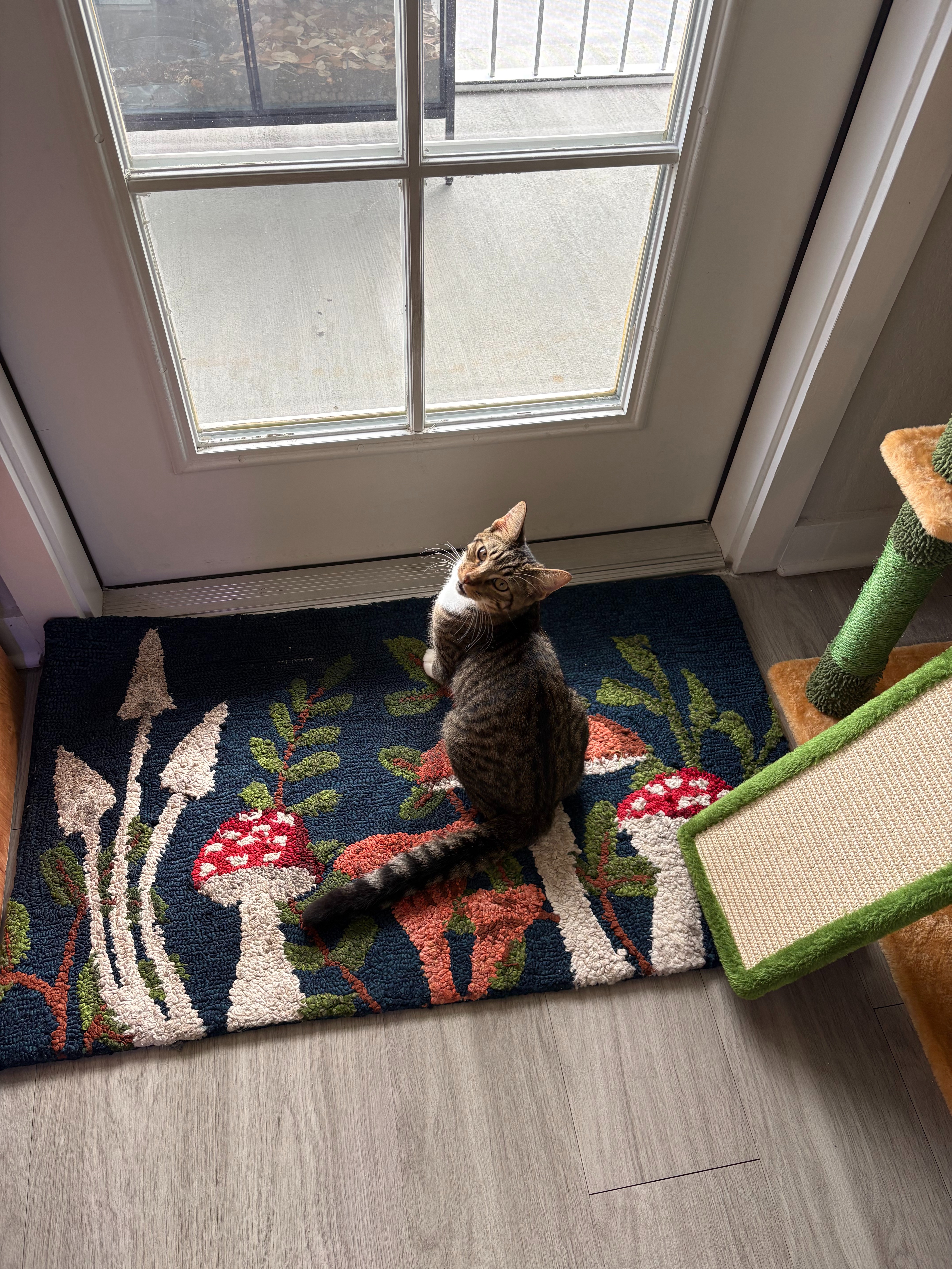 Help save Herb: He's fighting FIP campaign photo, 4 of 8