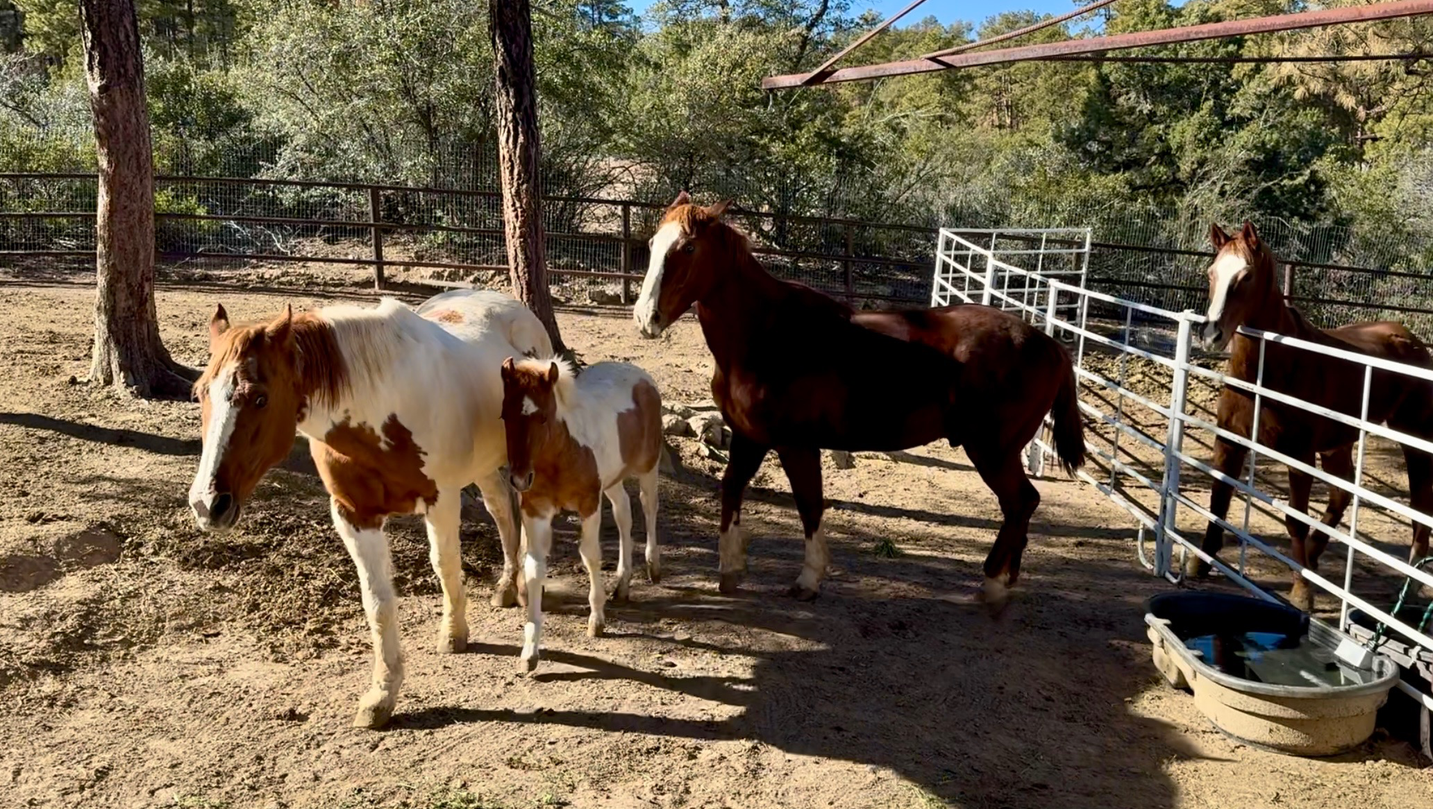 Fundraiser by Sandra Potenza : Winter Feed for Freedom Ranch Animals