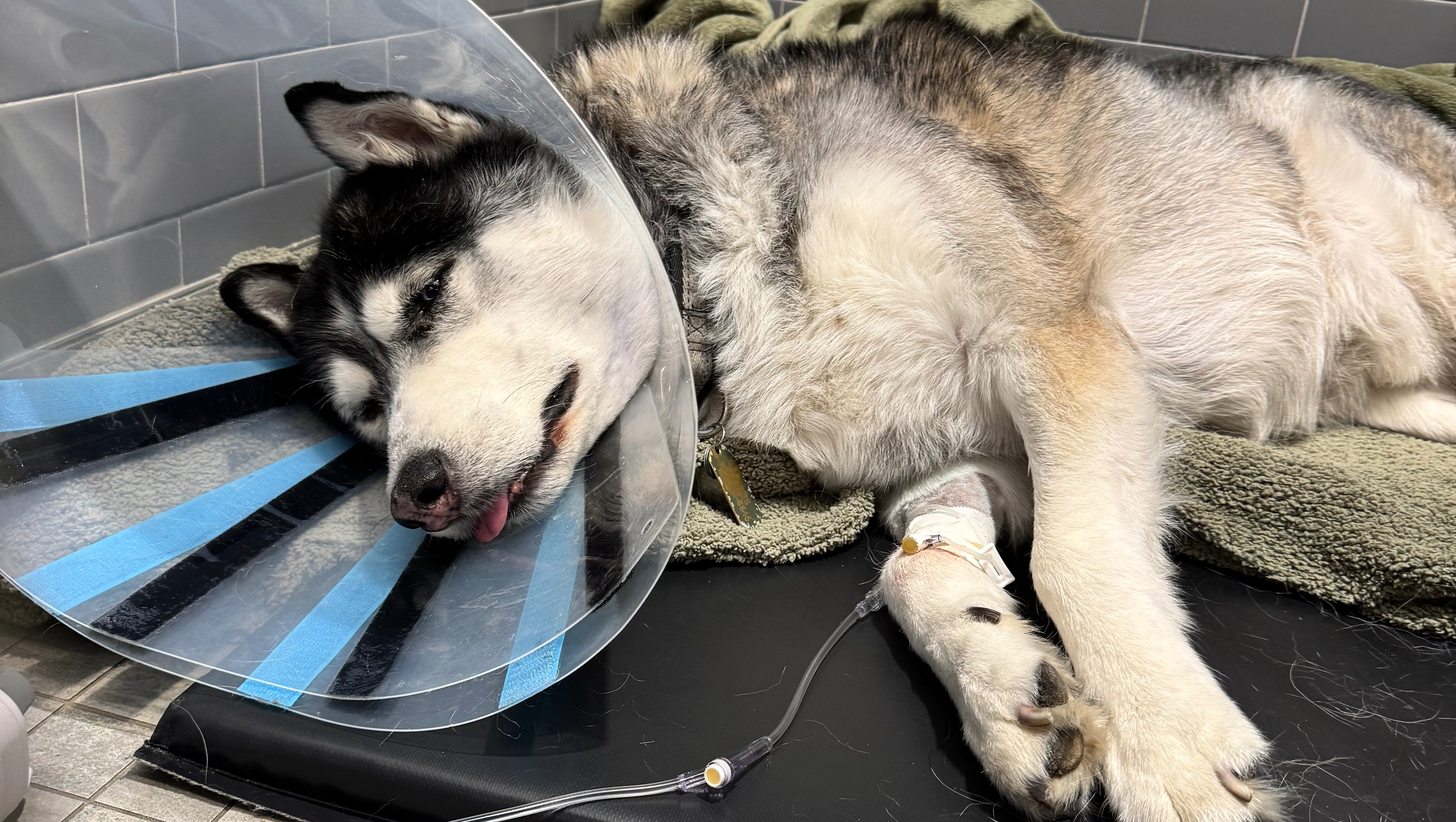 Fundraiser by Adrian Acosta : Help Hades the Husky with His ...