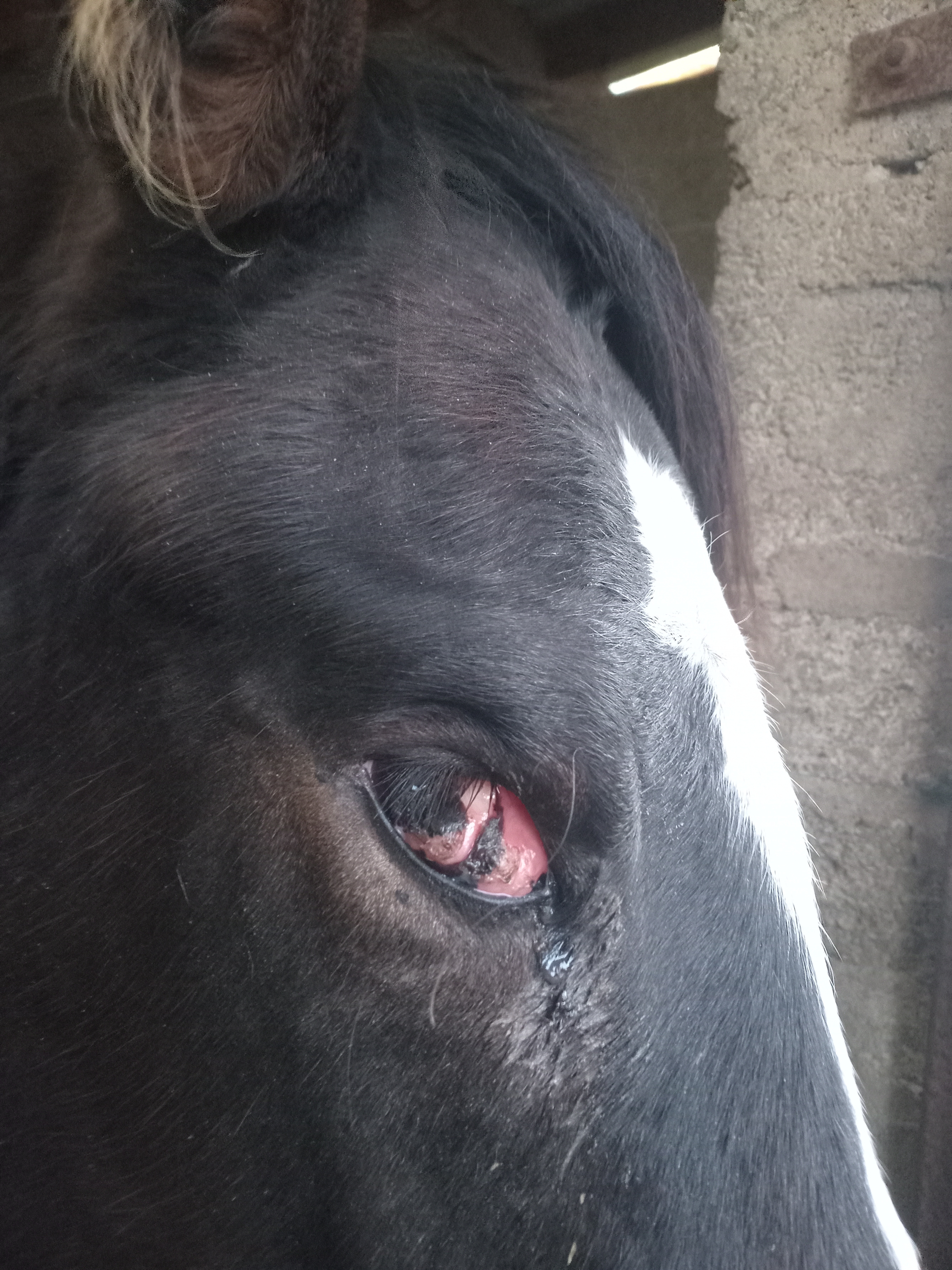 Veterinary bill. Eye op for Bram campaign photo, 2 of 3