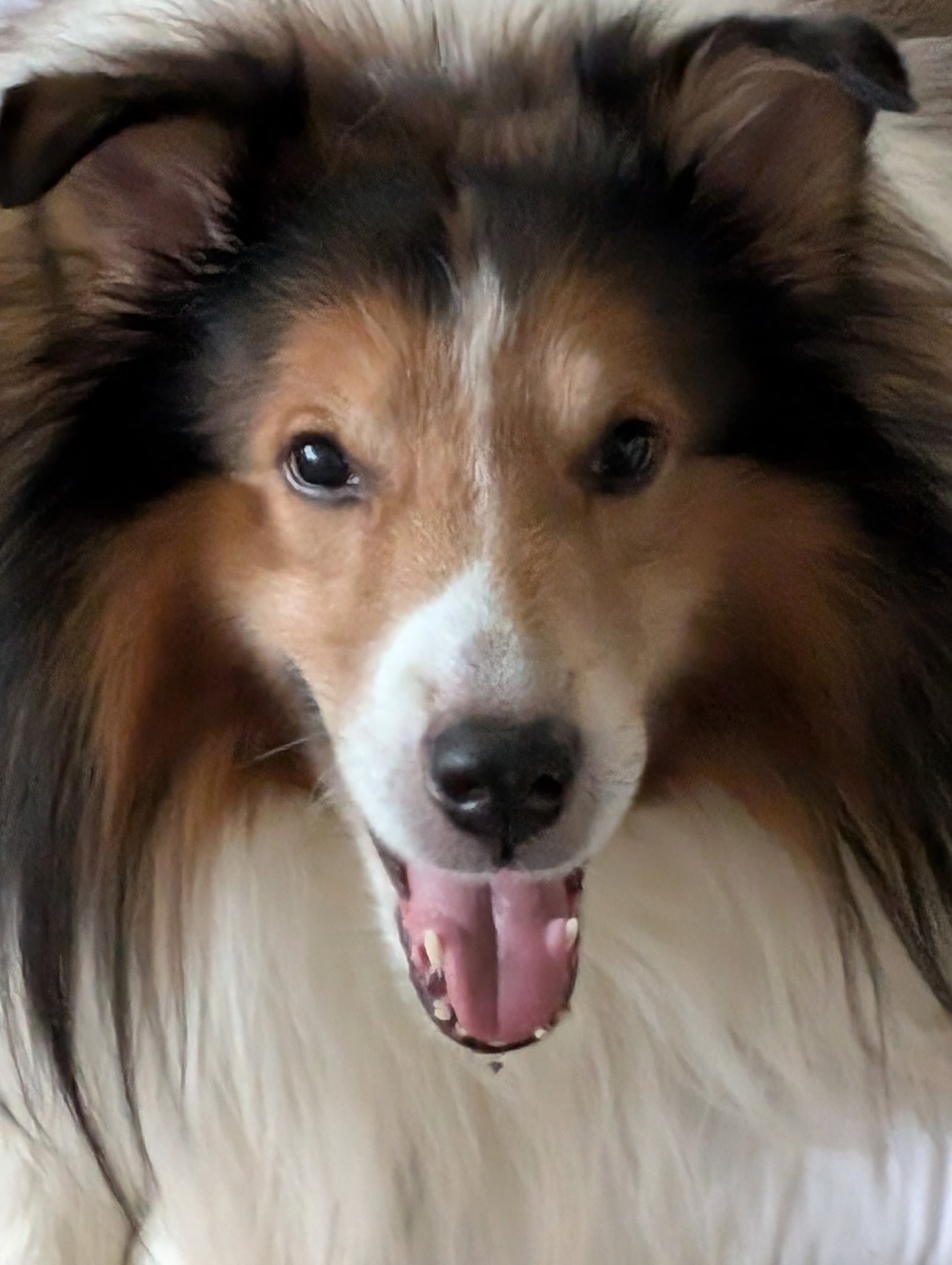 Medical funding for our rough collie Fletch campaign photo, 7 of 8