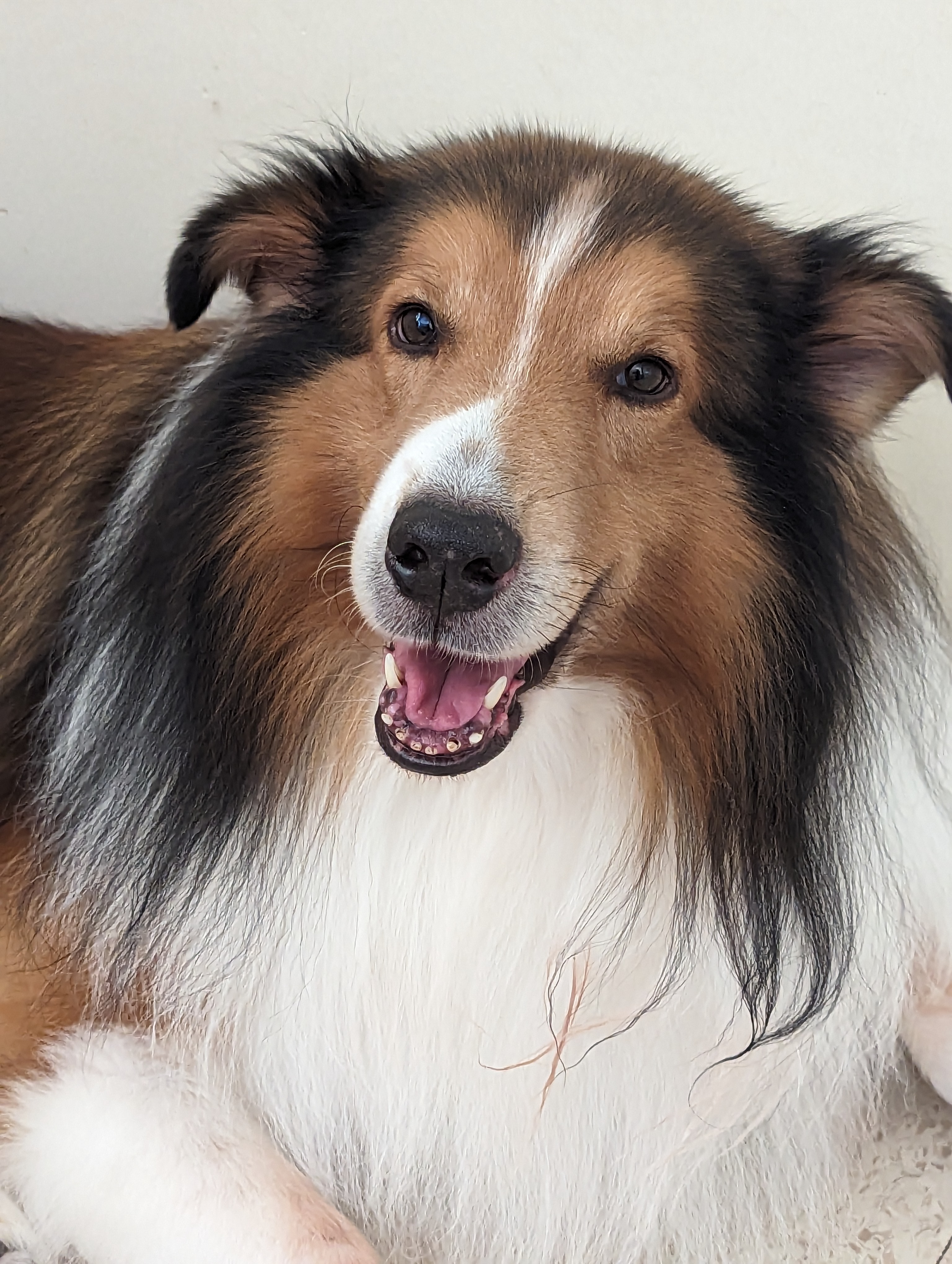Medical funding for our rough collie Fletch campaign photo, 4 of 8