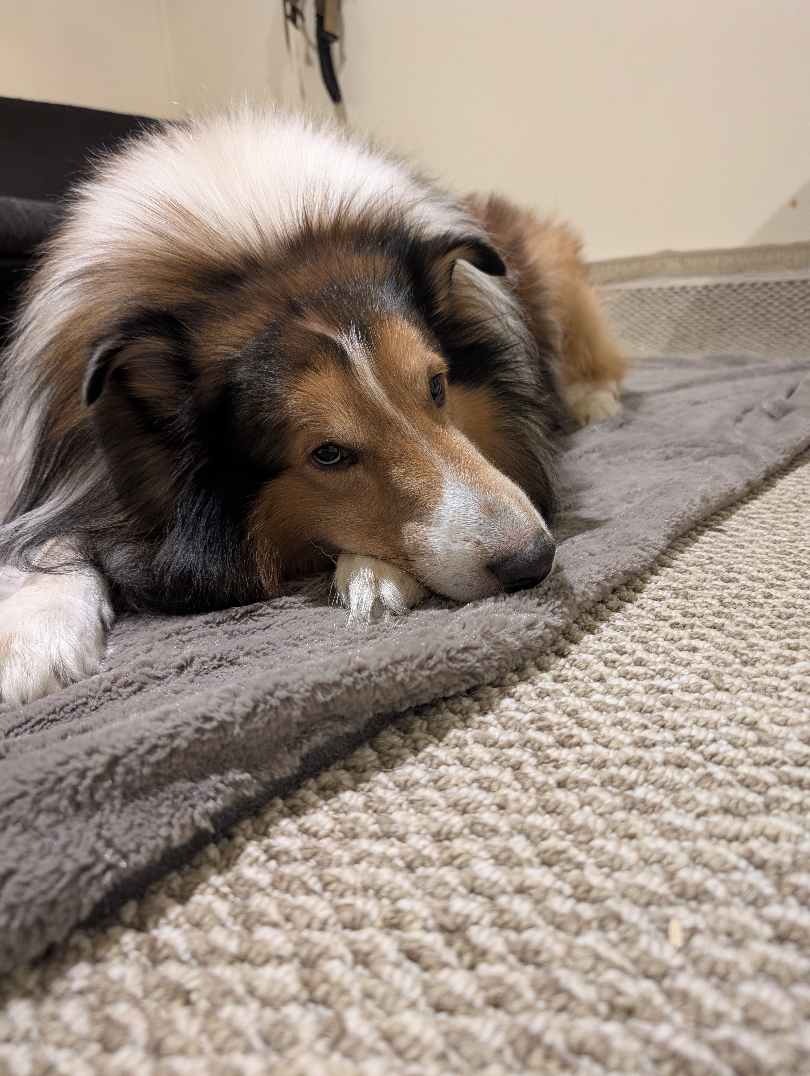Medical funding for our rough collie Fletch campaign photo, 5 of 8