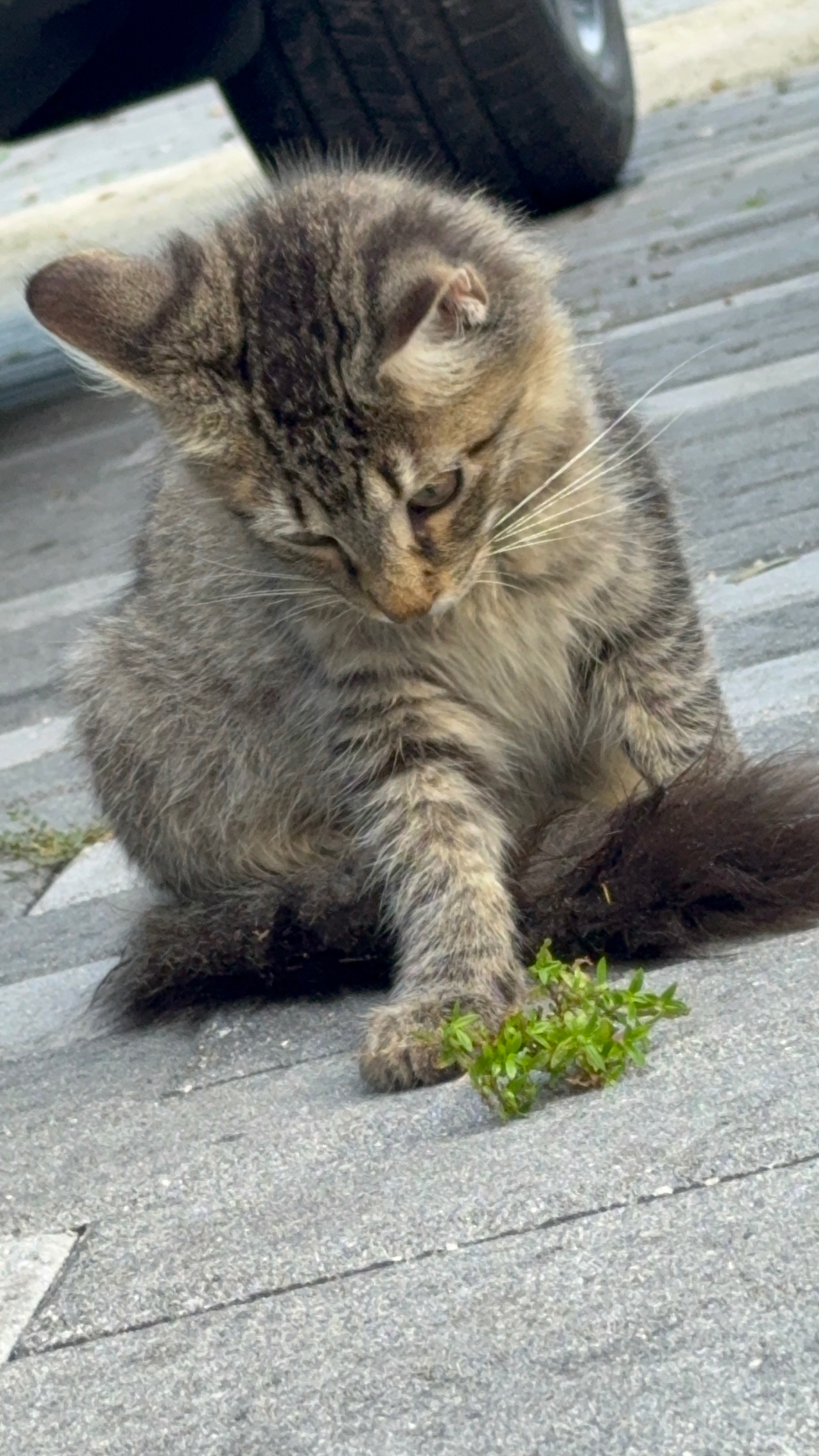 Help my kitty Iris Heal After Hit-and-Run Accident campaign photo, 5 of 6