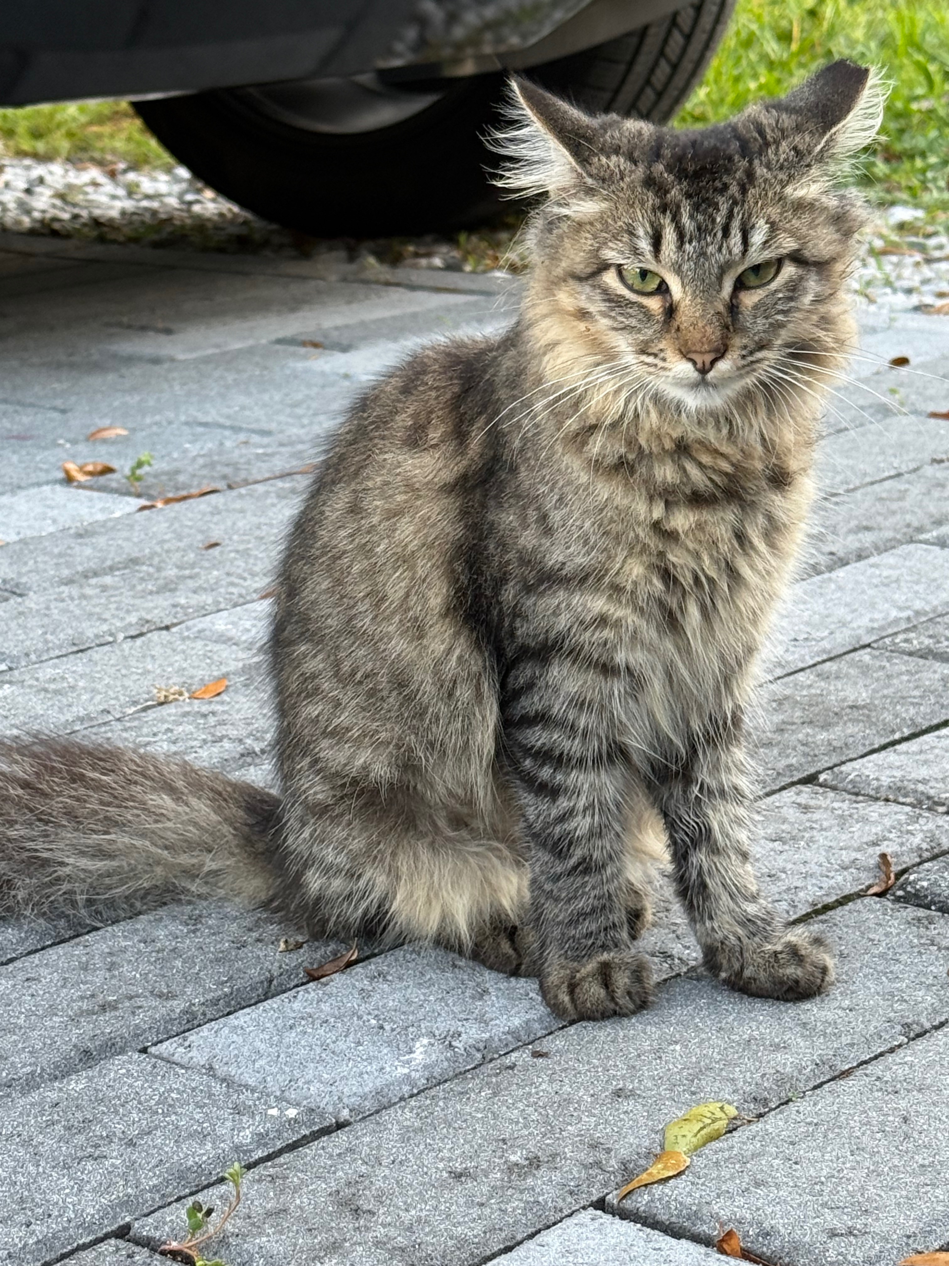 Help my kitty Iris Heal After Hit-and-Run Accident campaign photo, 4 of 6