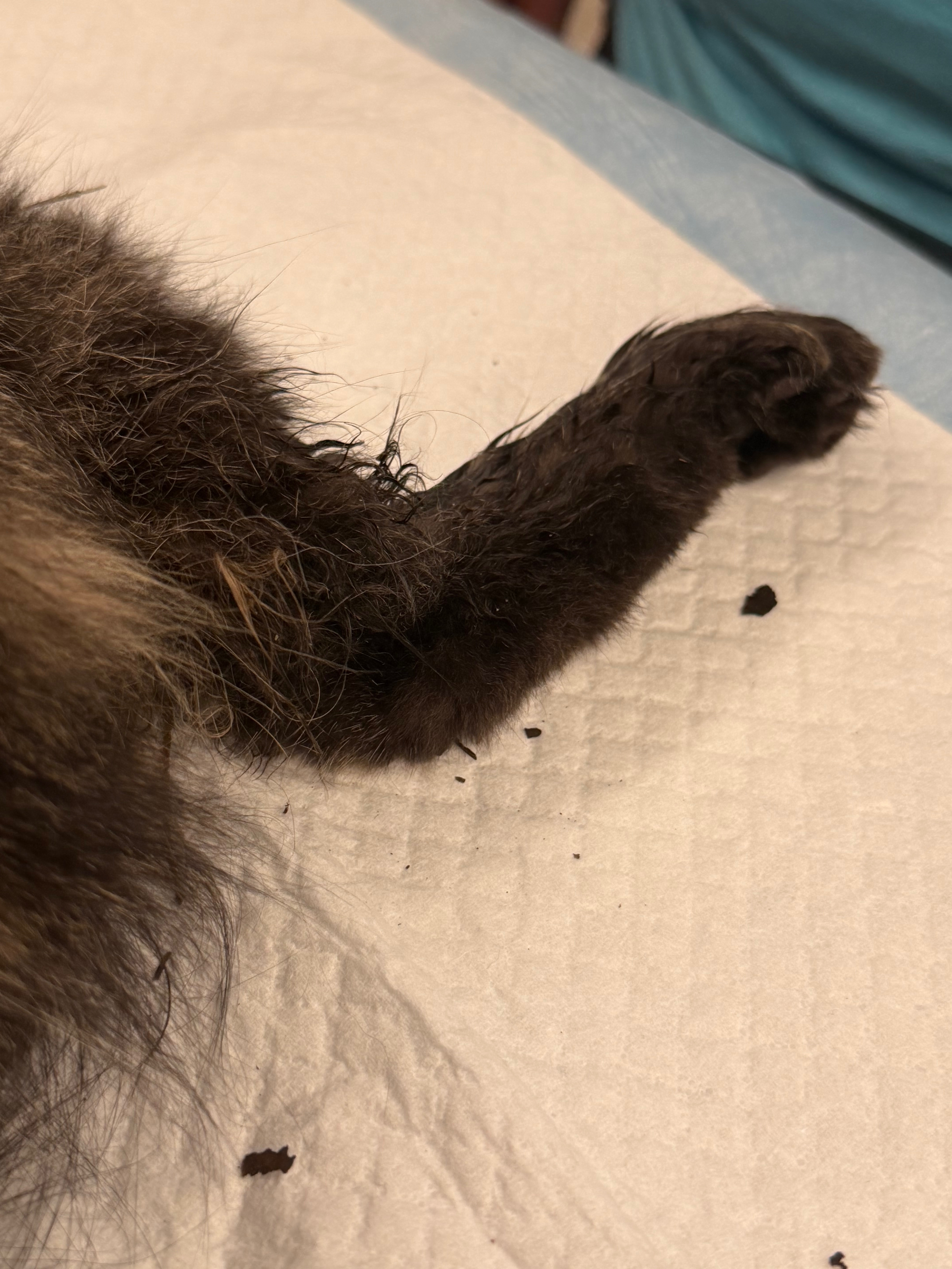 Help my kitty Iris Heal After Hit-and-Run Accident campaign photo, 2 of 6