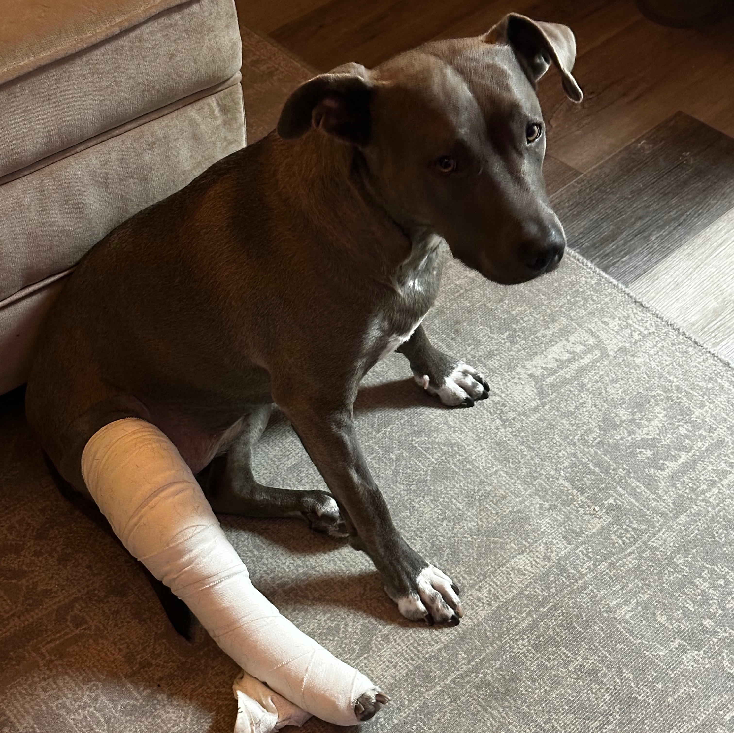 Fundraiser by Niki Tracchia : Help Moxie Run and Play Again