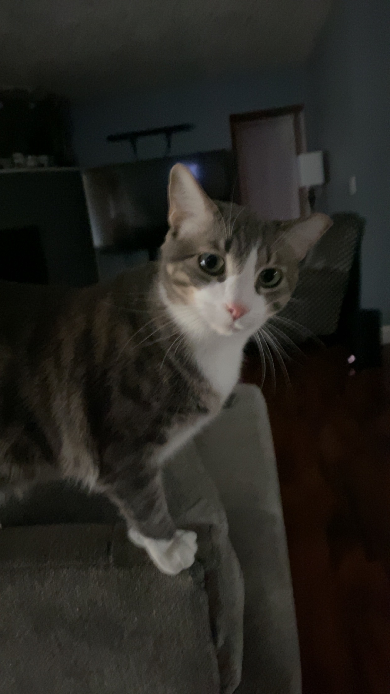Help Archie Recover from Emergency Surgery campaign photo, 7 of 8
