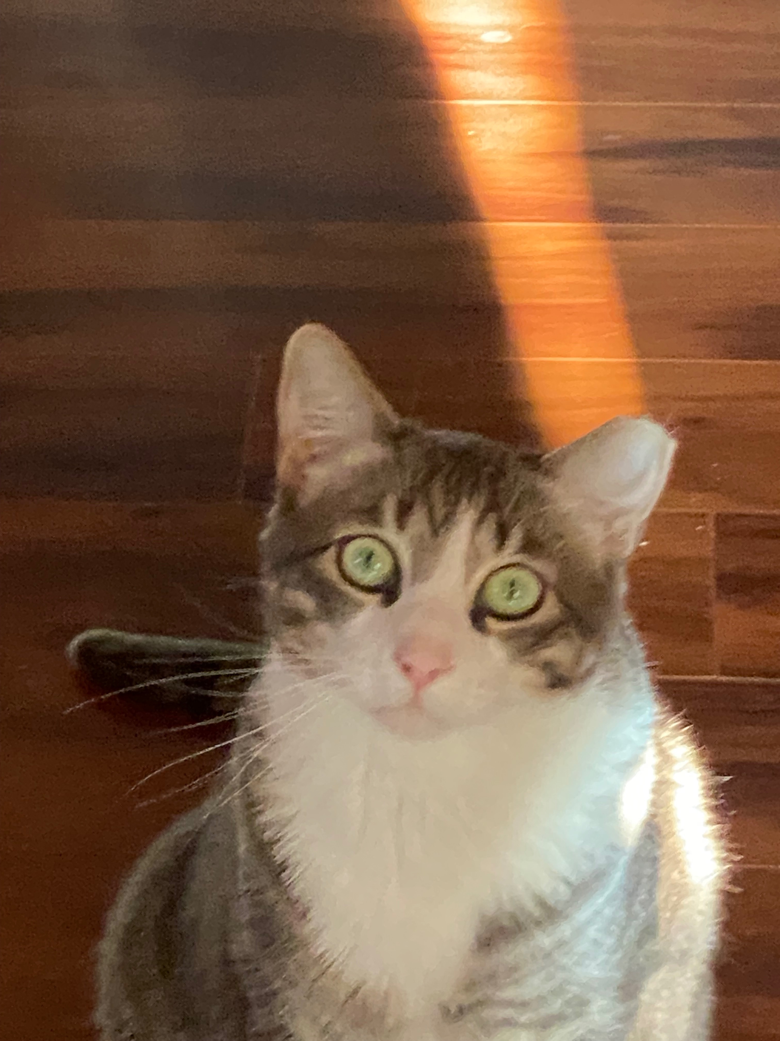 Help Archie Recover from Emergency Surgery campaign photo, 4 of 8