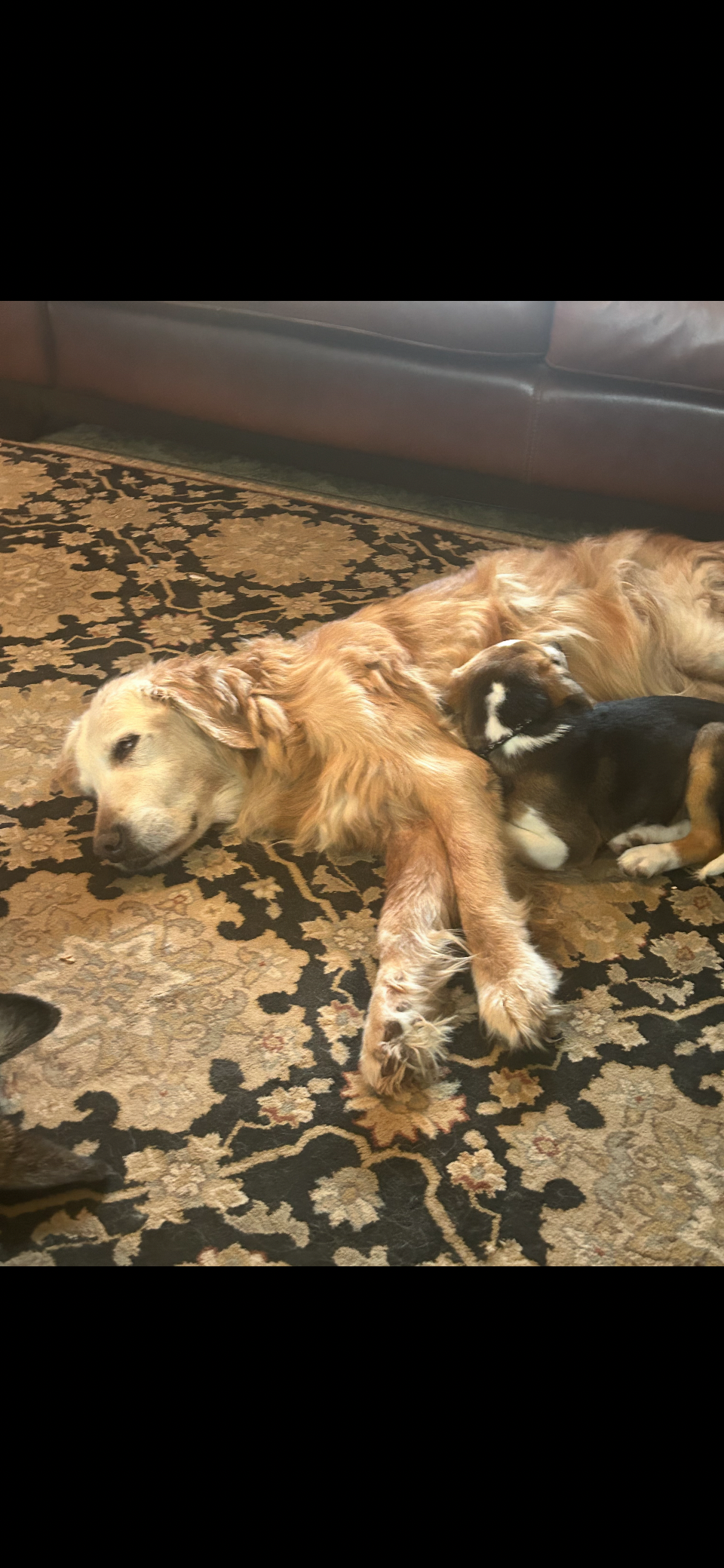 Urgent Surgery for Sadie Mae's Prolapse campaign photo, 2 of 4