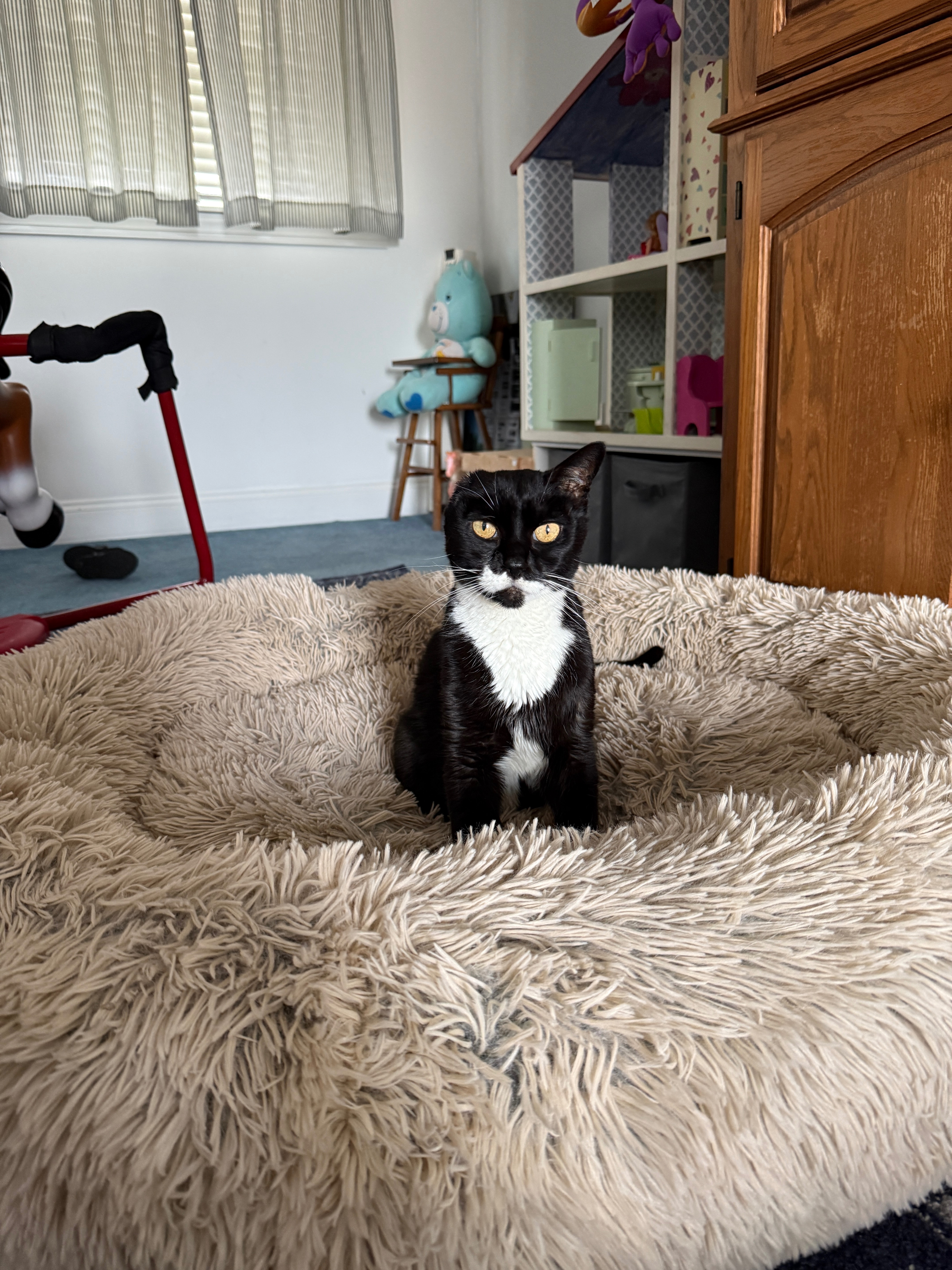 Healing Support for Obi’s Vet Care campaign photo, 4 of 5