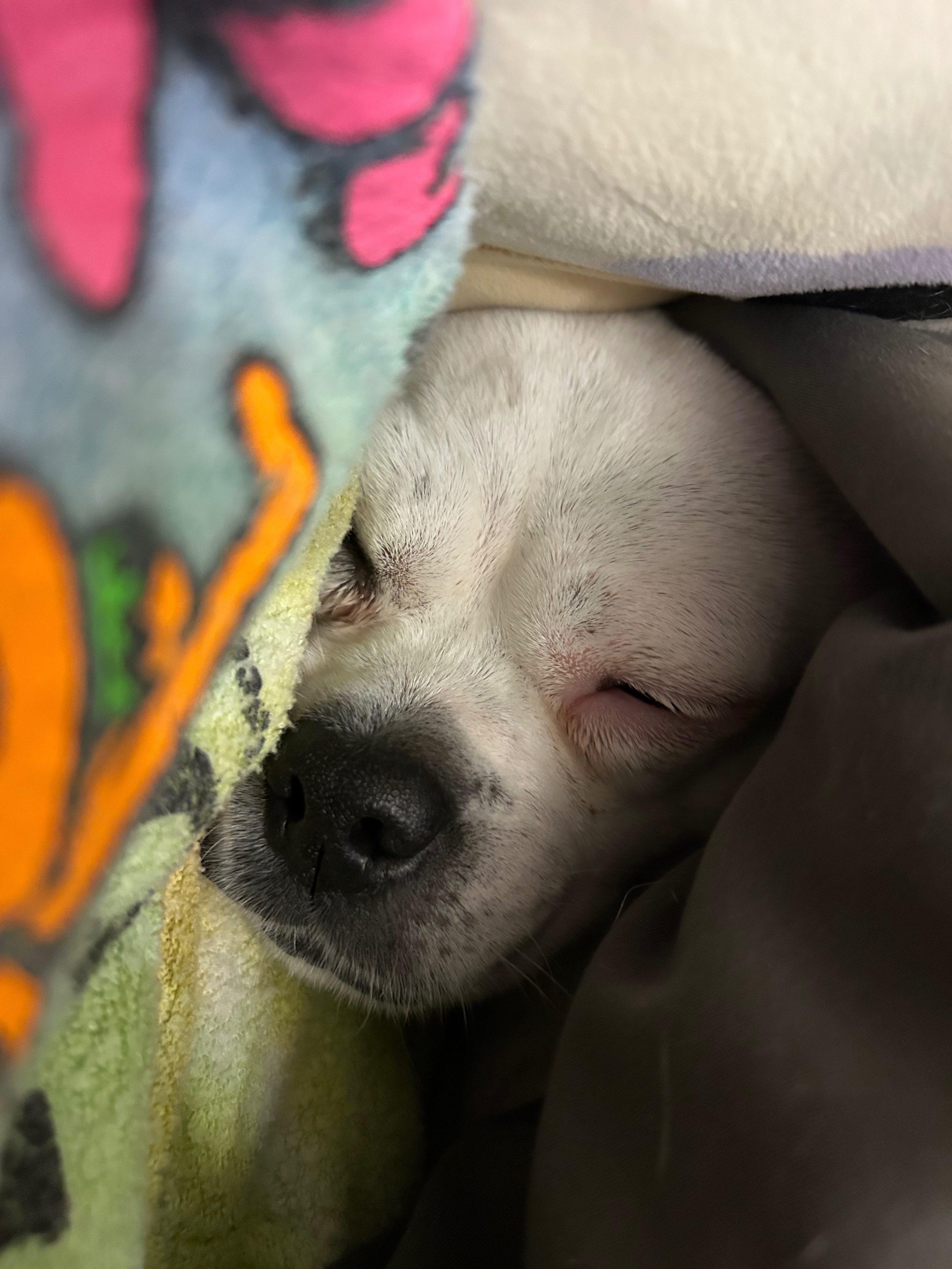 Help Magnolia Get Life-Saving Surgery campaign photo, 7 of 8