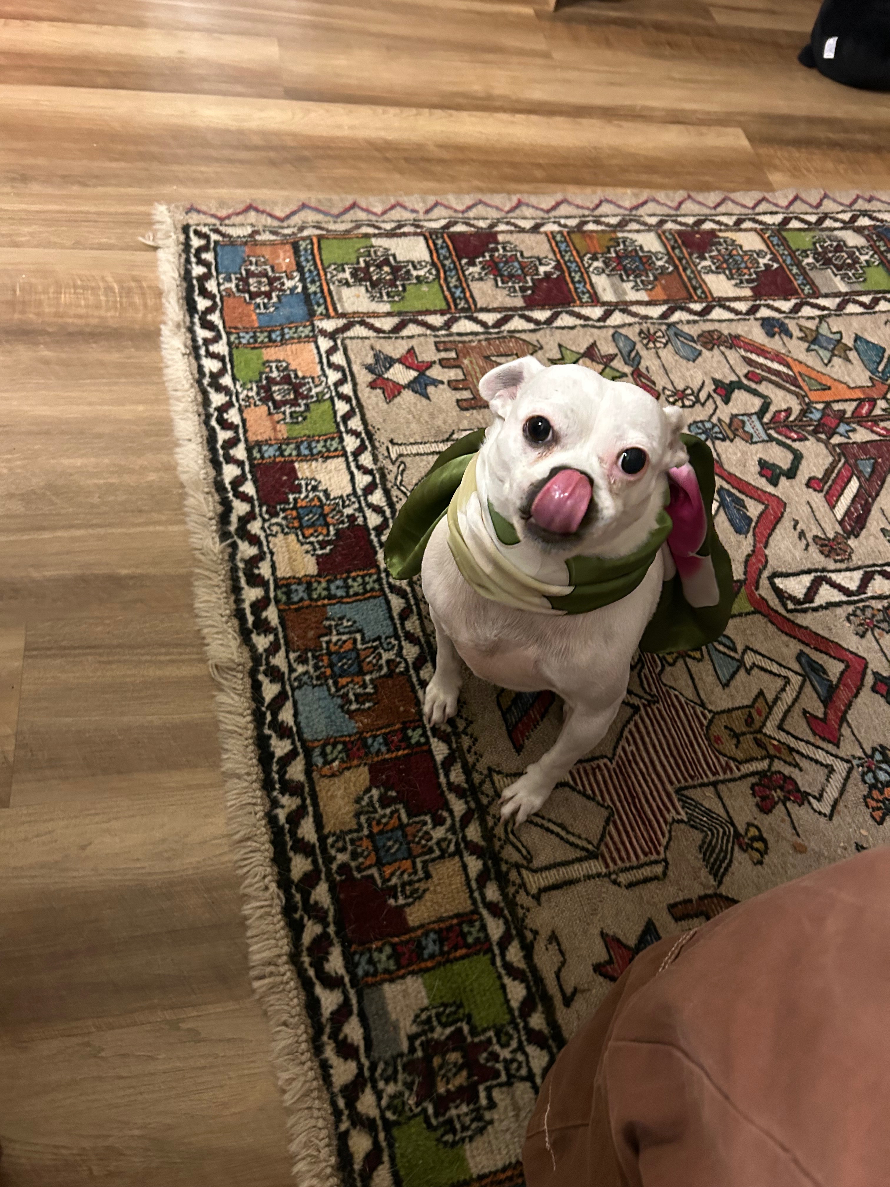 Help Magnolia Get Life-Saving Surgery campaign photo, 2 of 8