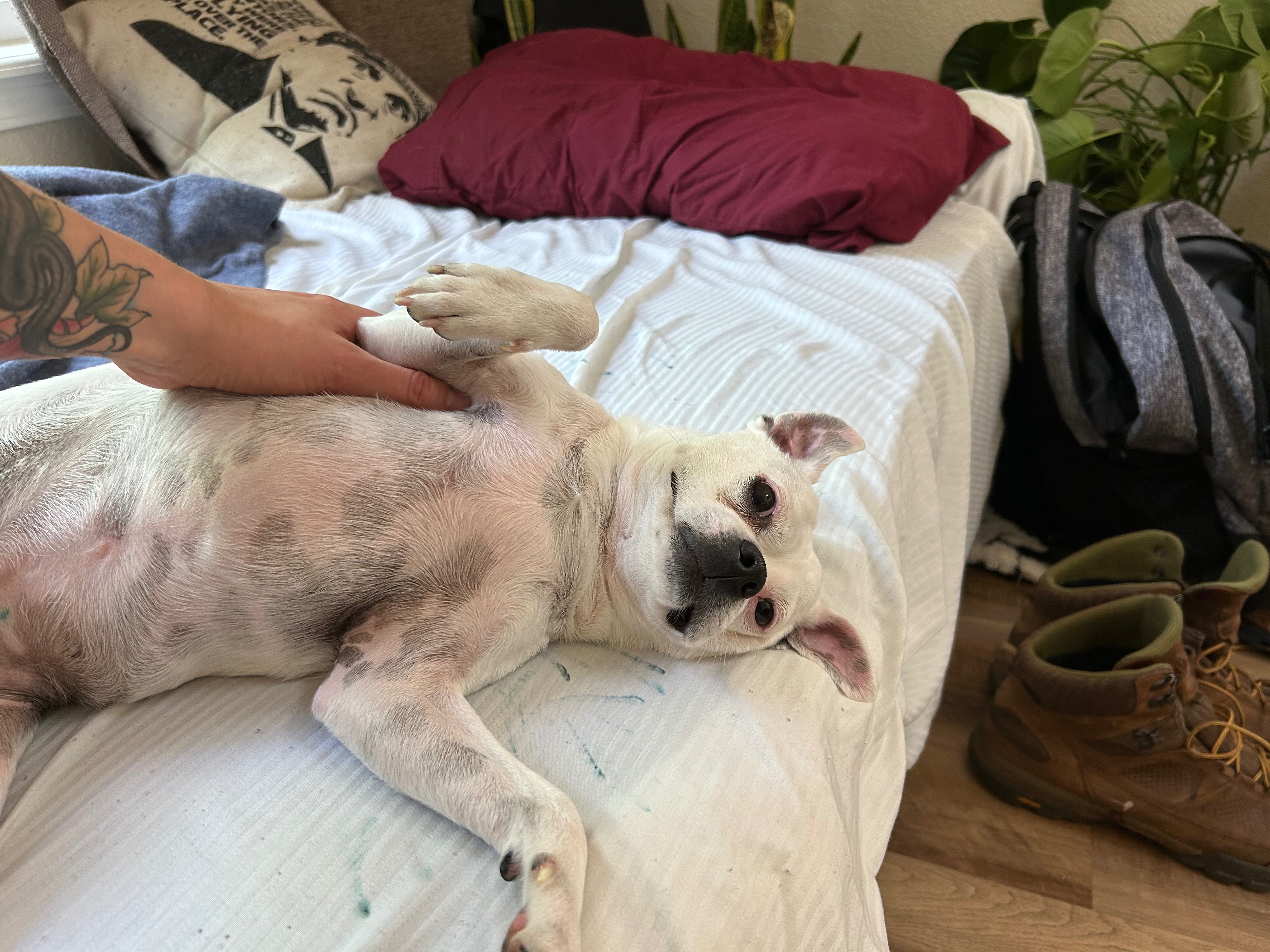 Help Magnolia Get Life-Saving Surgery campaign photo, 4 of 8